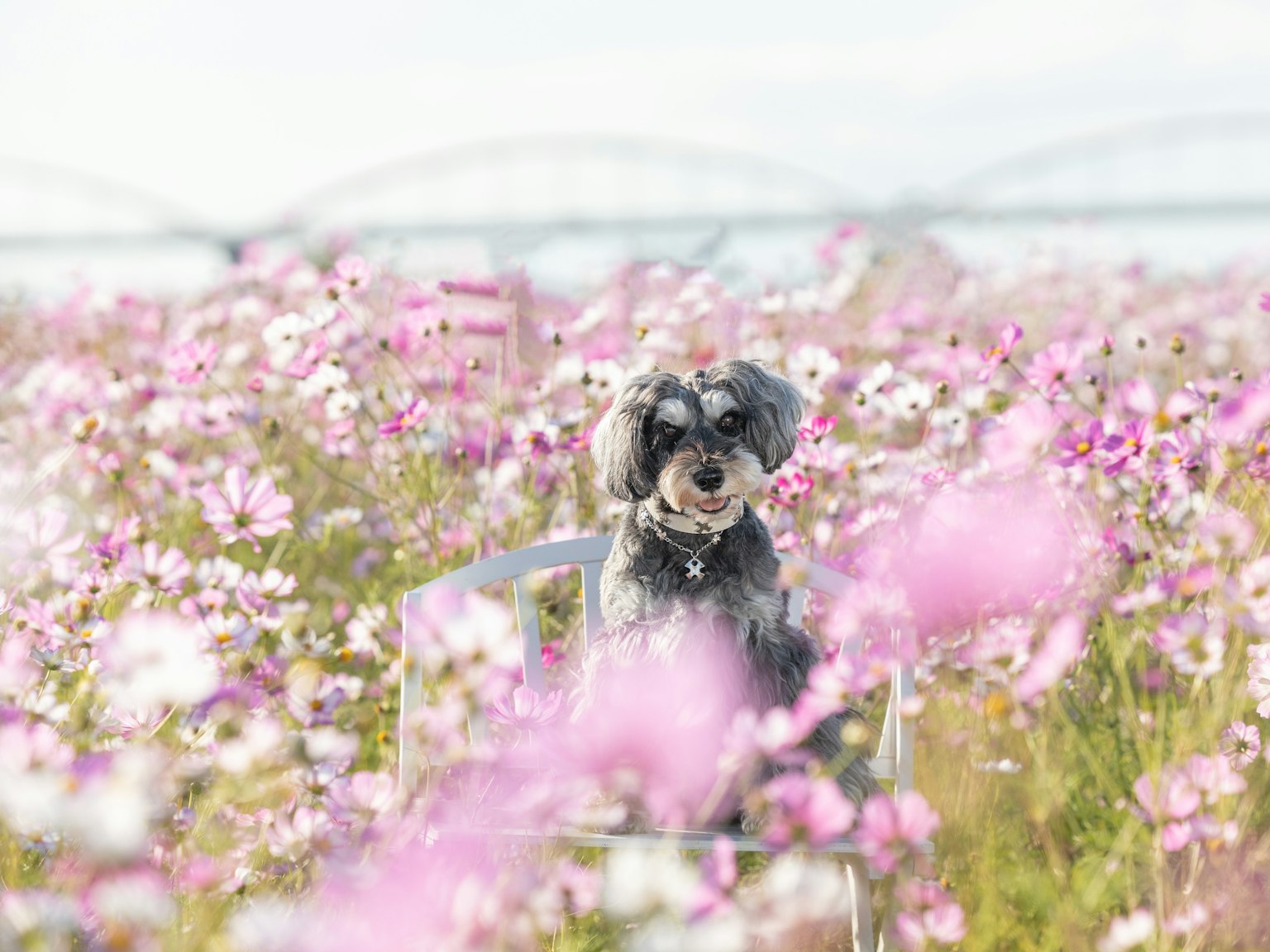 Petit chien assis dans un champ de fleurs avec de belles fleurs roses