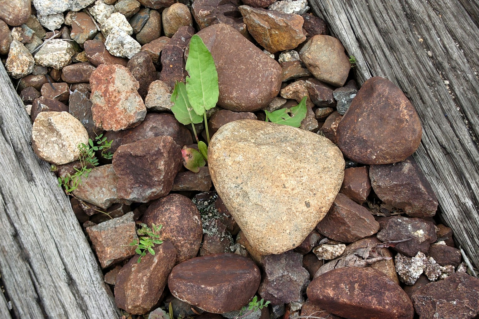 Nahaufnahme von kleinen Steinen mit einem grünen Blatt auf dem Boden