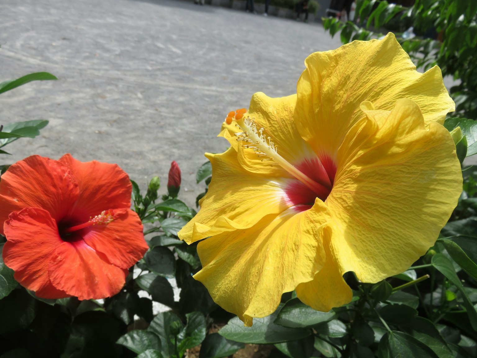 ดอกฮิบิสกัสสีแดงและสีเหลืองกำลังบาน