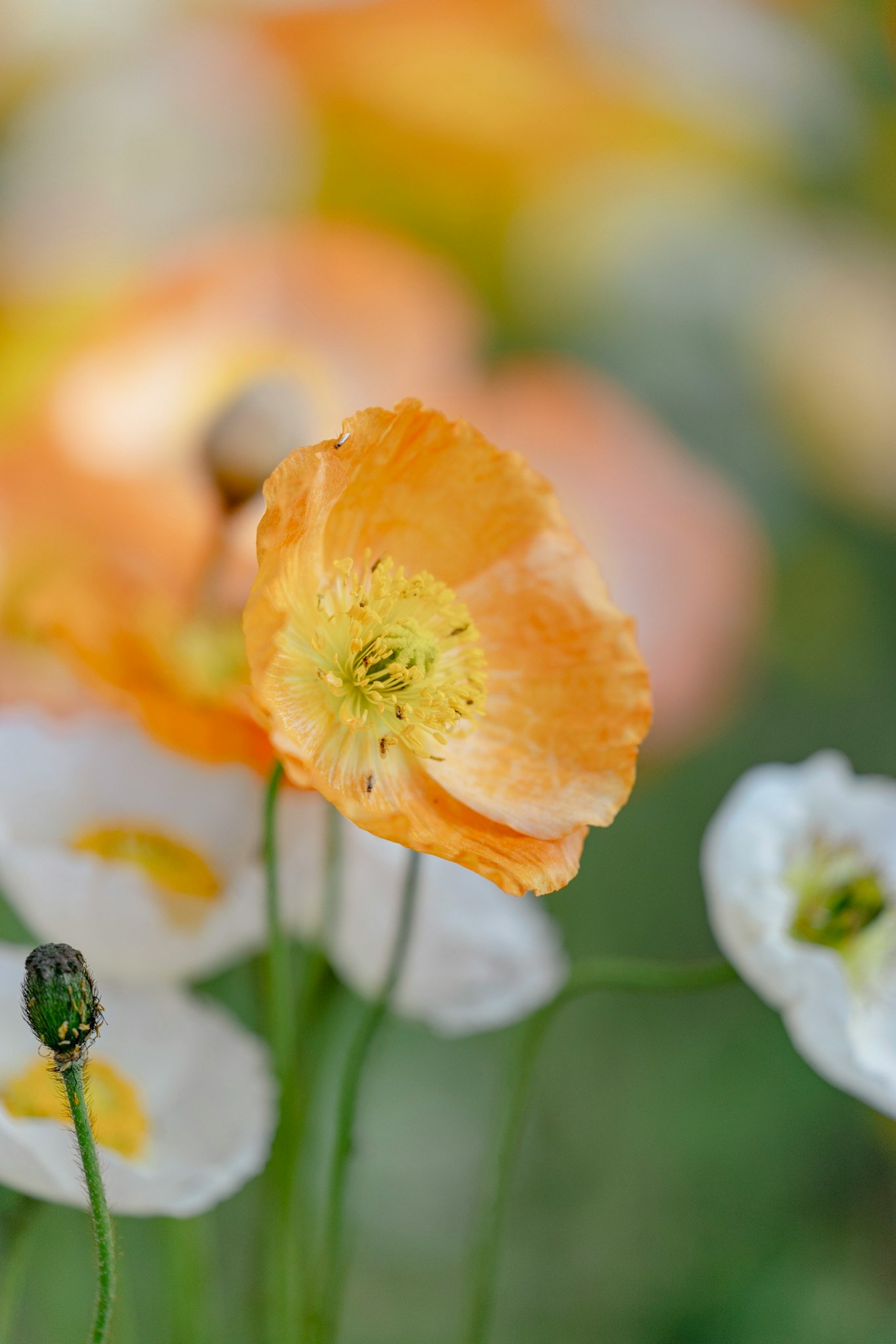 macro di fiori di papavero islandese con sfondo da giardino sfocato