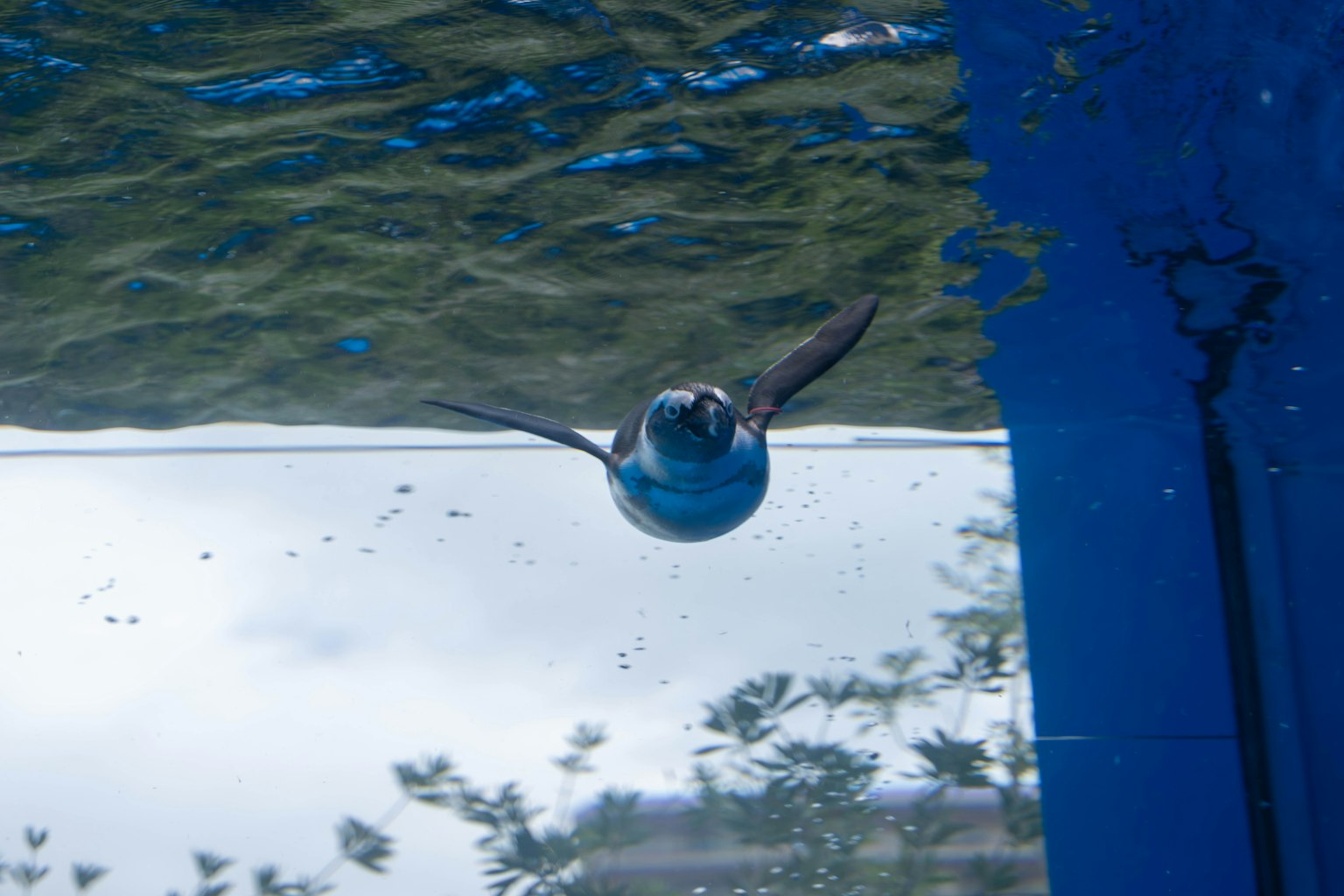 Oiseau nageant sous l'eau avec un fond bleu