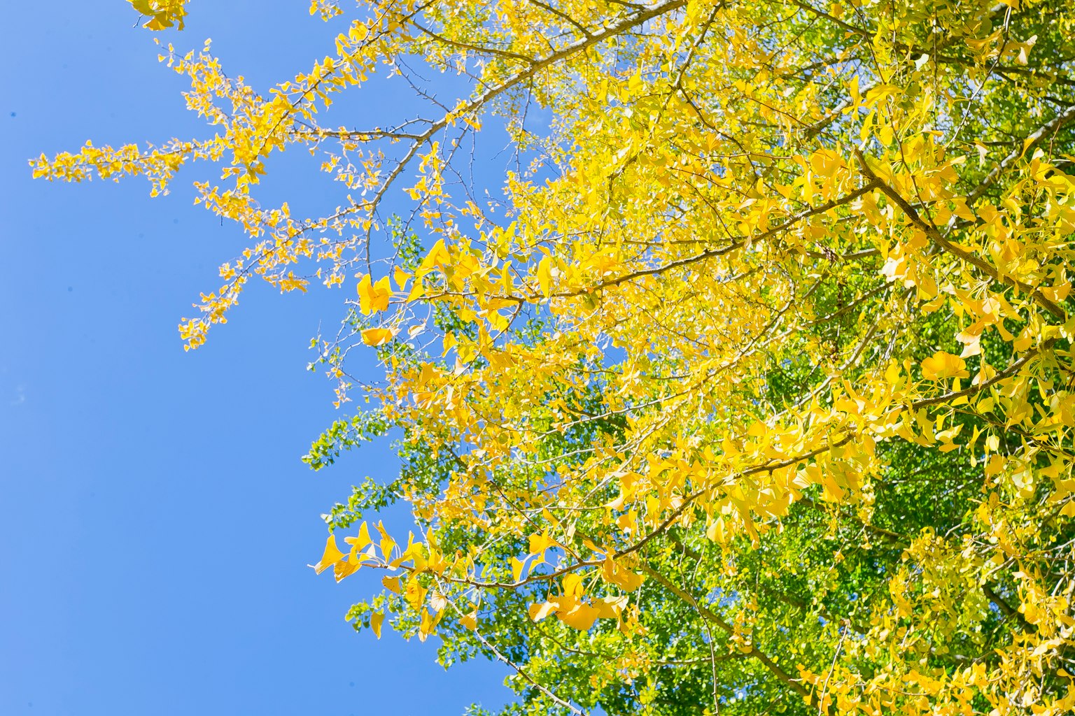 Cabang daun kuning di latar belakang langit biru