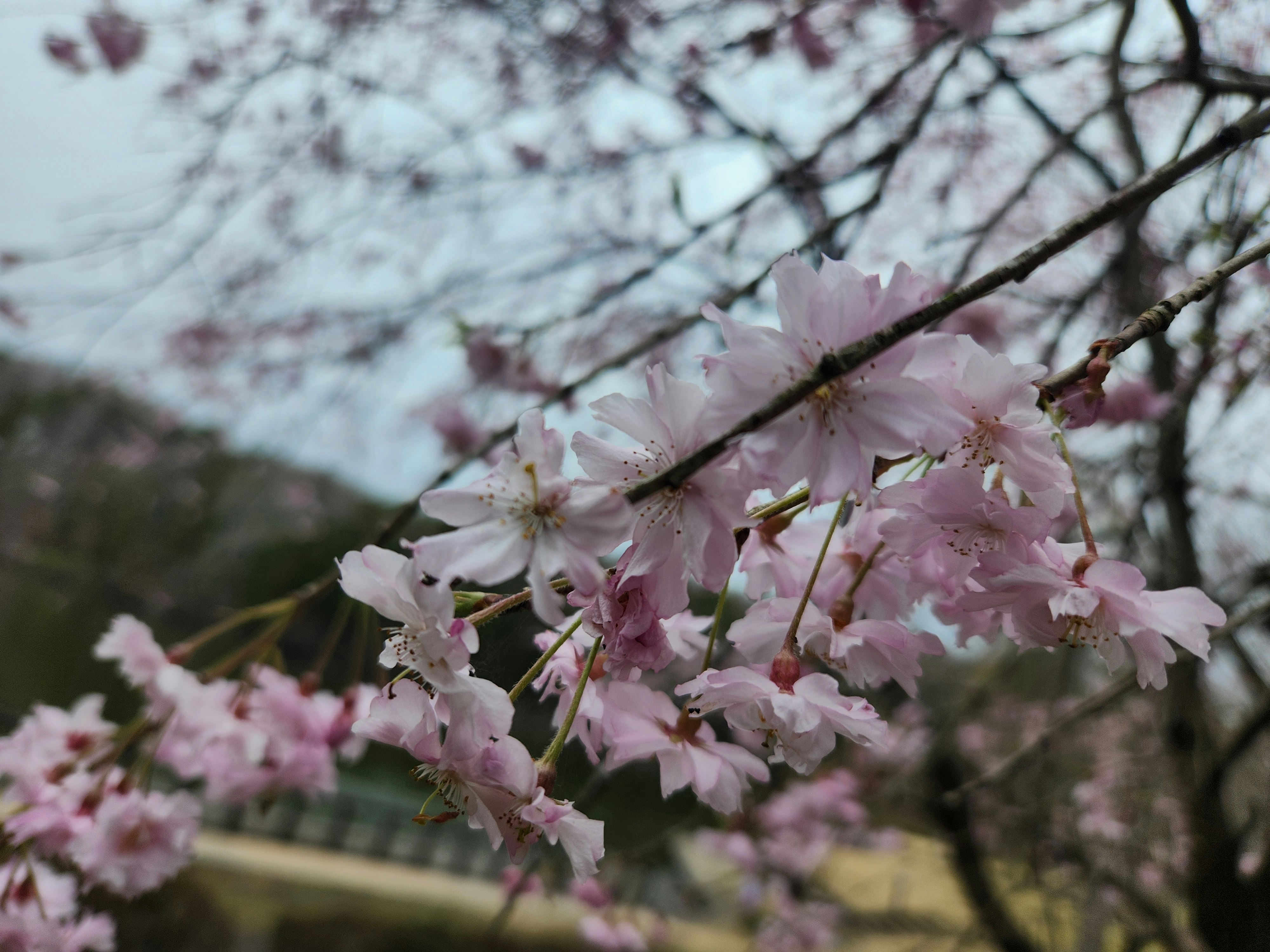 枝垂れ桜のピンクの花が咲く春の景色