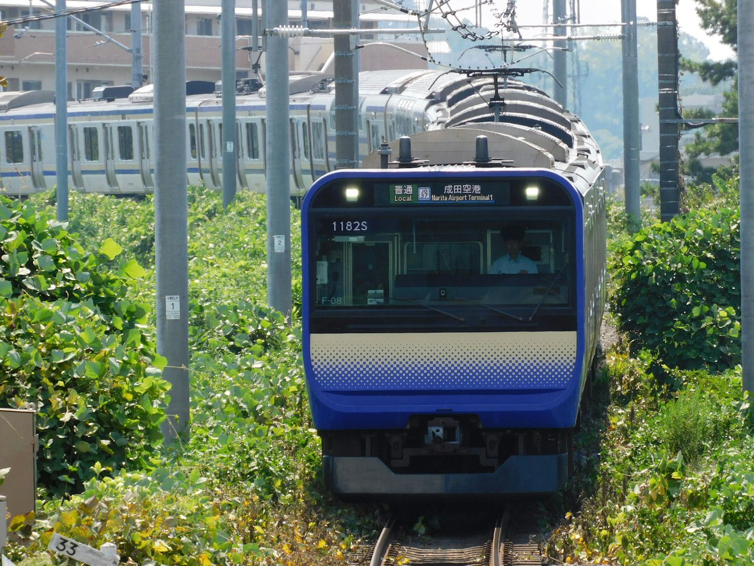 Un treno blu percorre un binario circondato da vegetazione