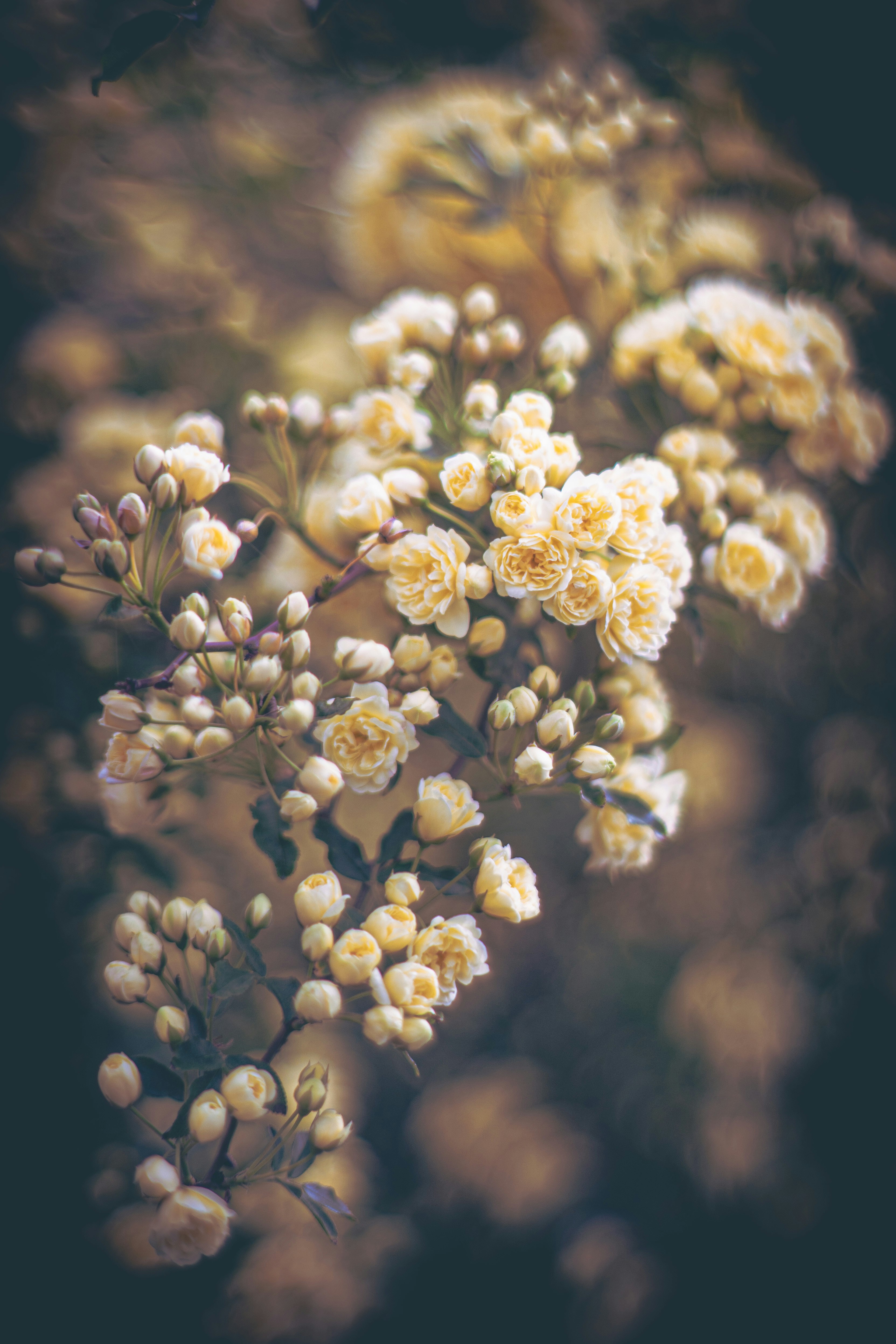 モッコウバラの花房がぼけた背景に浮かぶ画像
