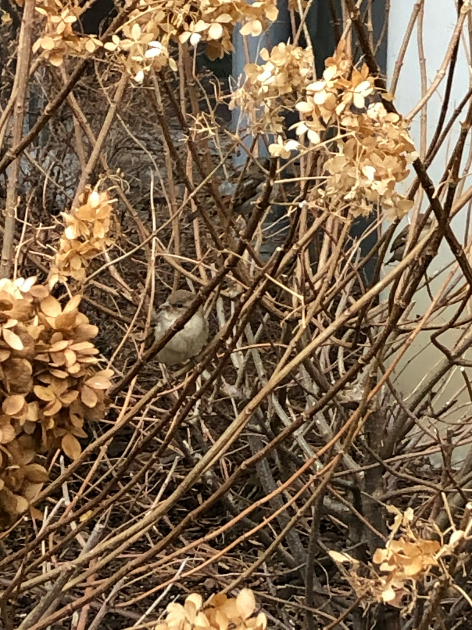 Image of dry plant branches and floral structures
