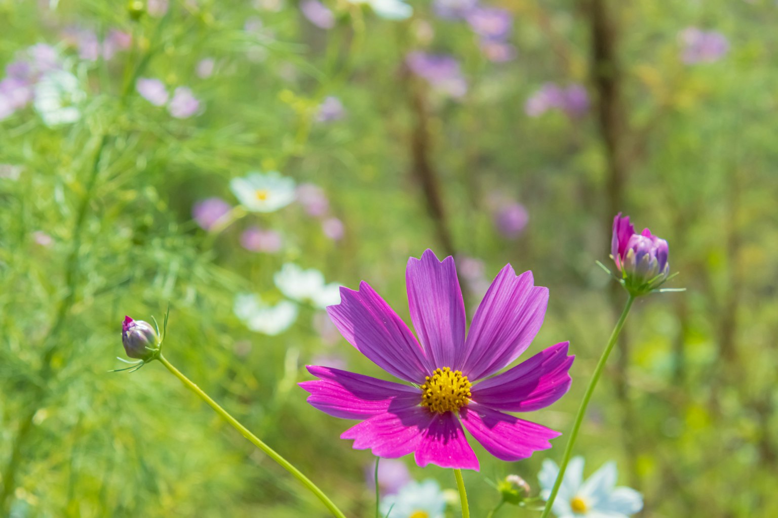 Fleur rose vibrante avec un arrière-plan vert et des fleurs en fleurs
