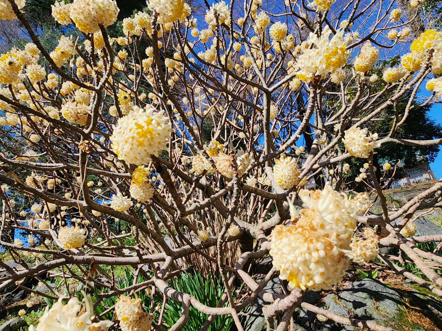 Gros plan sur un buisson avec des fleurs jaunes duveteuses