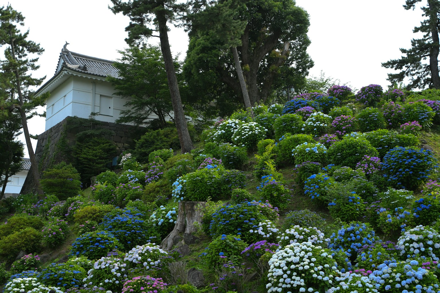 Una collina coperta di fiori in fiore e un edificio tradizionale in cima
