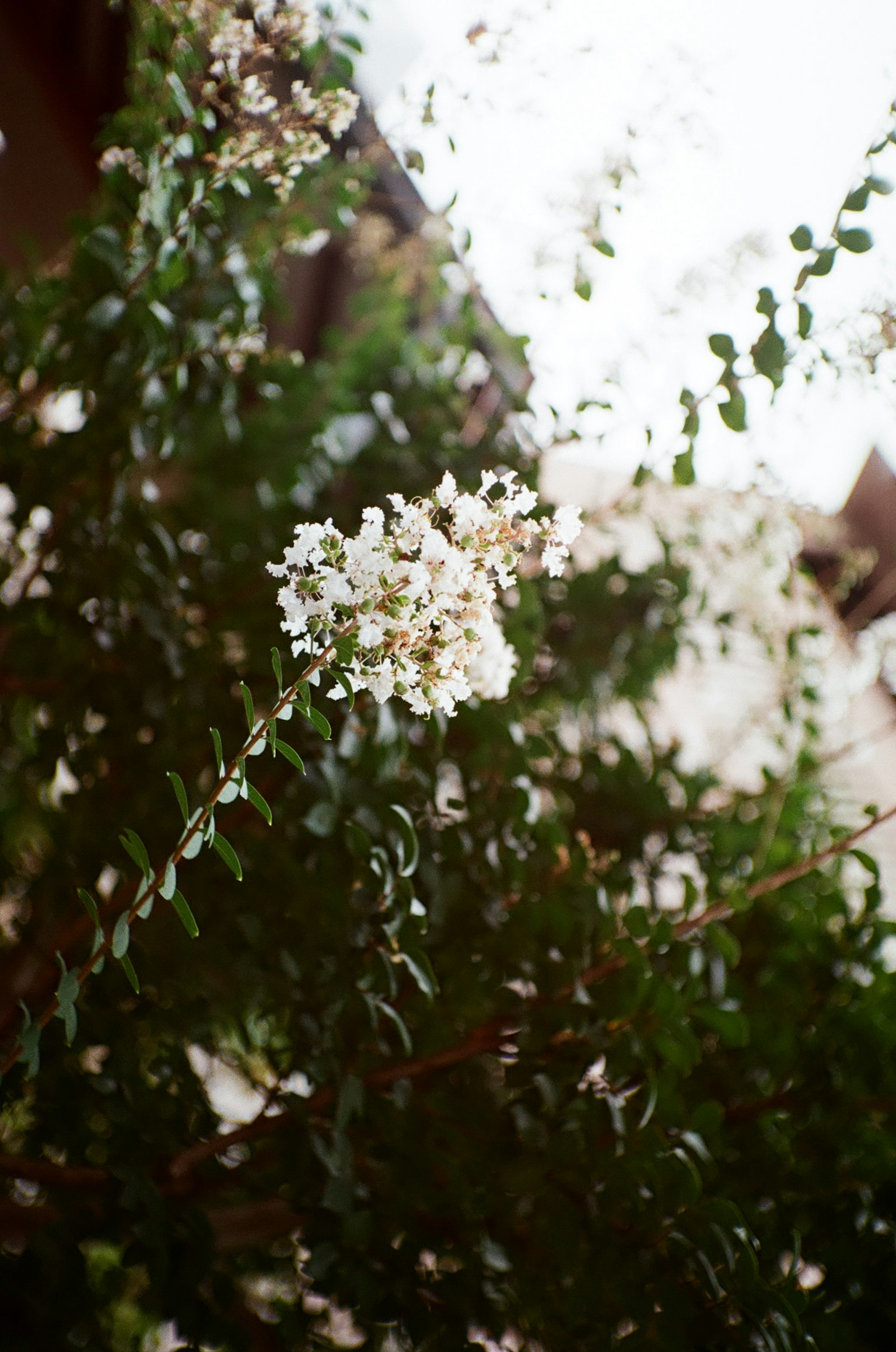 Primo piano di una pianta verde con fiori bianchi