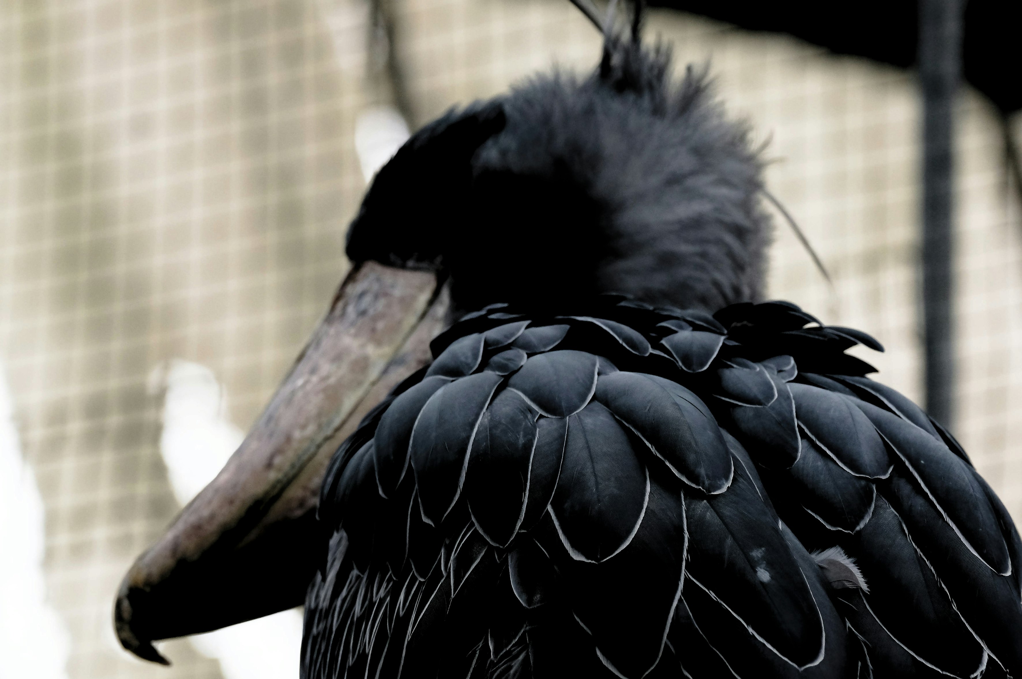 黑色羽毛的鞋嘴鶴停在樹枝上（掛川花鳥園）