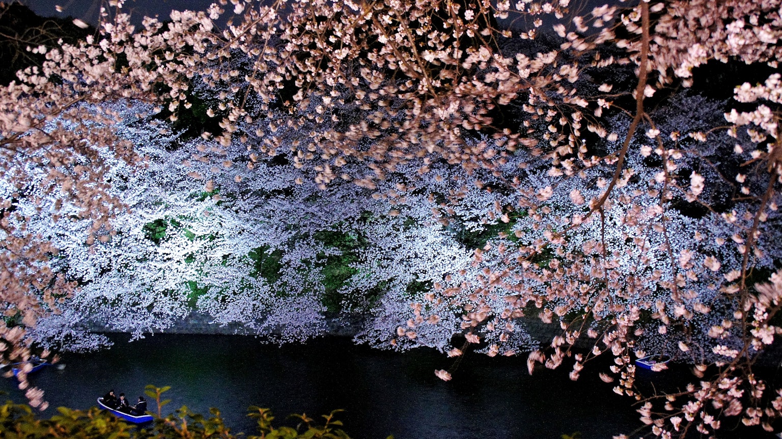Bella scena di petali di ciliegio che galleggiano su una superficie d'acqua scura