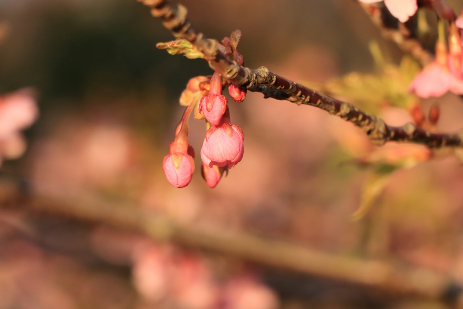 櫻花蕾在樹枝上