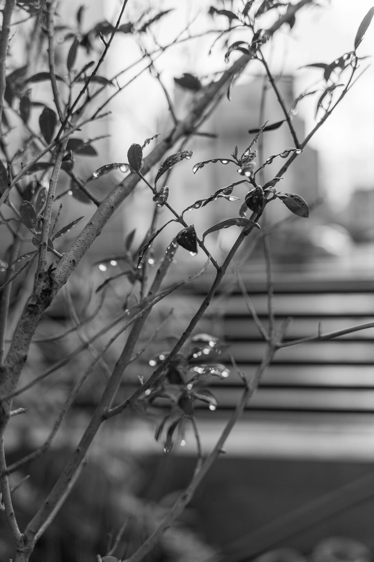Close-up of a plant with leaves and water droplets against a monochrome background