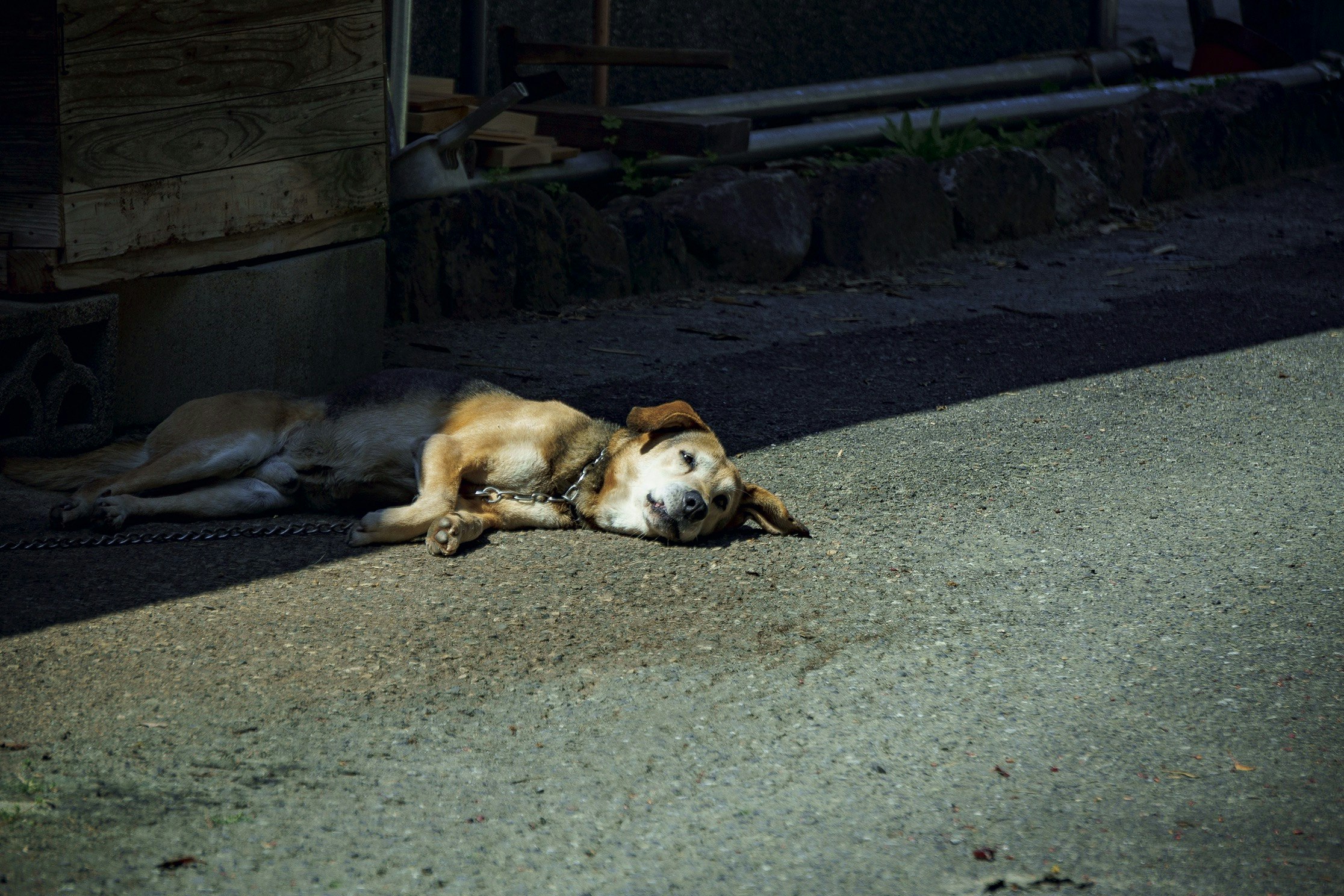 路地のコンクリート上で横たわる犬