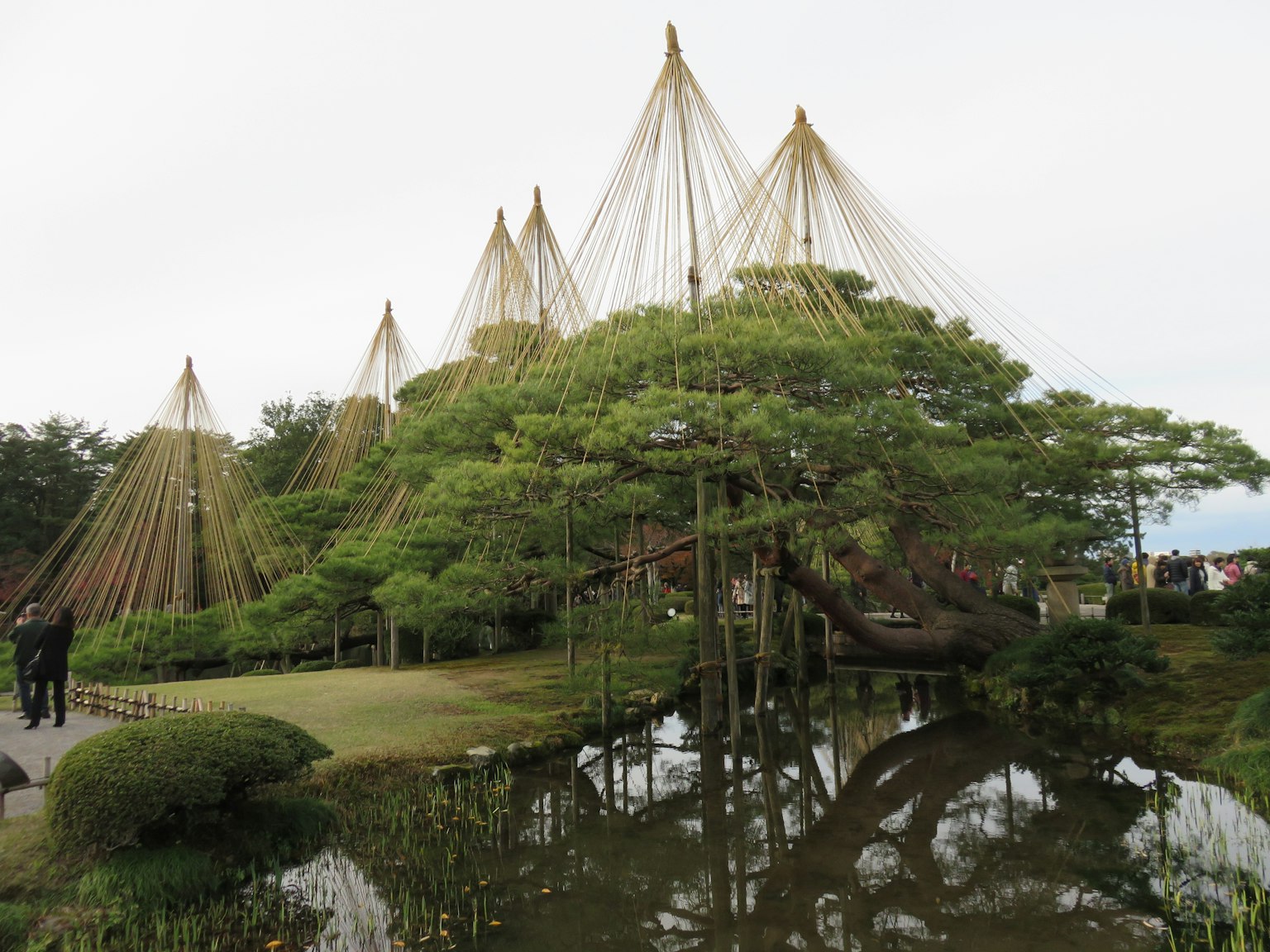 Pemandangan indah pohon dengan refleksi air di taman
