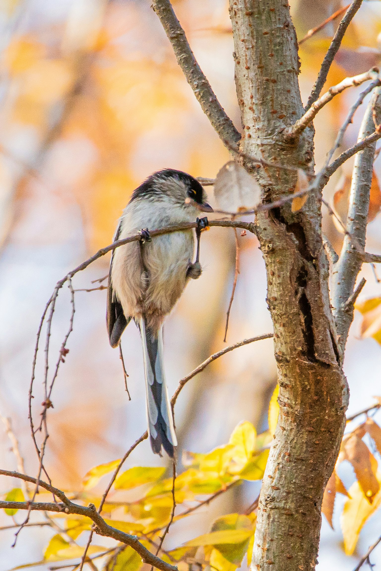 Ein kleiner Vogel sitzt auf einem Ast mit herbstlichen Blättern im Hintergrund