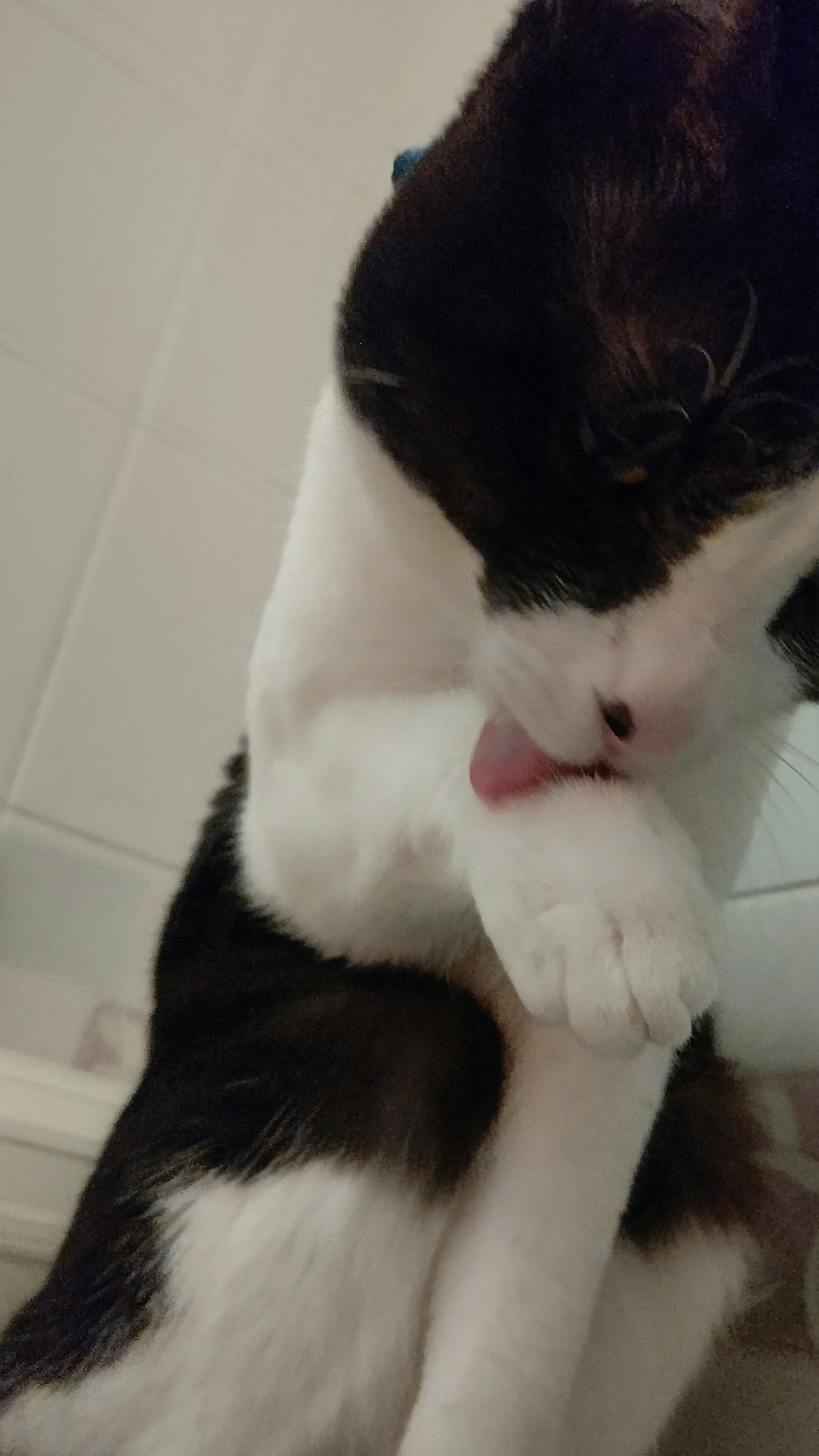 A black and white cat grooming its paw