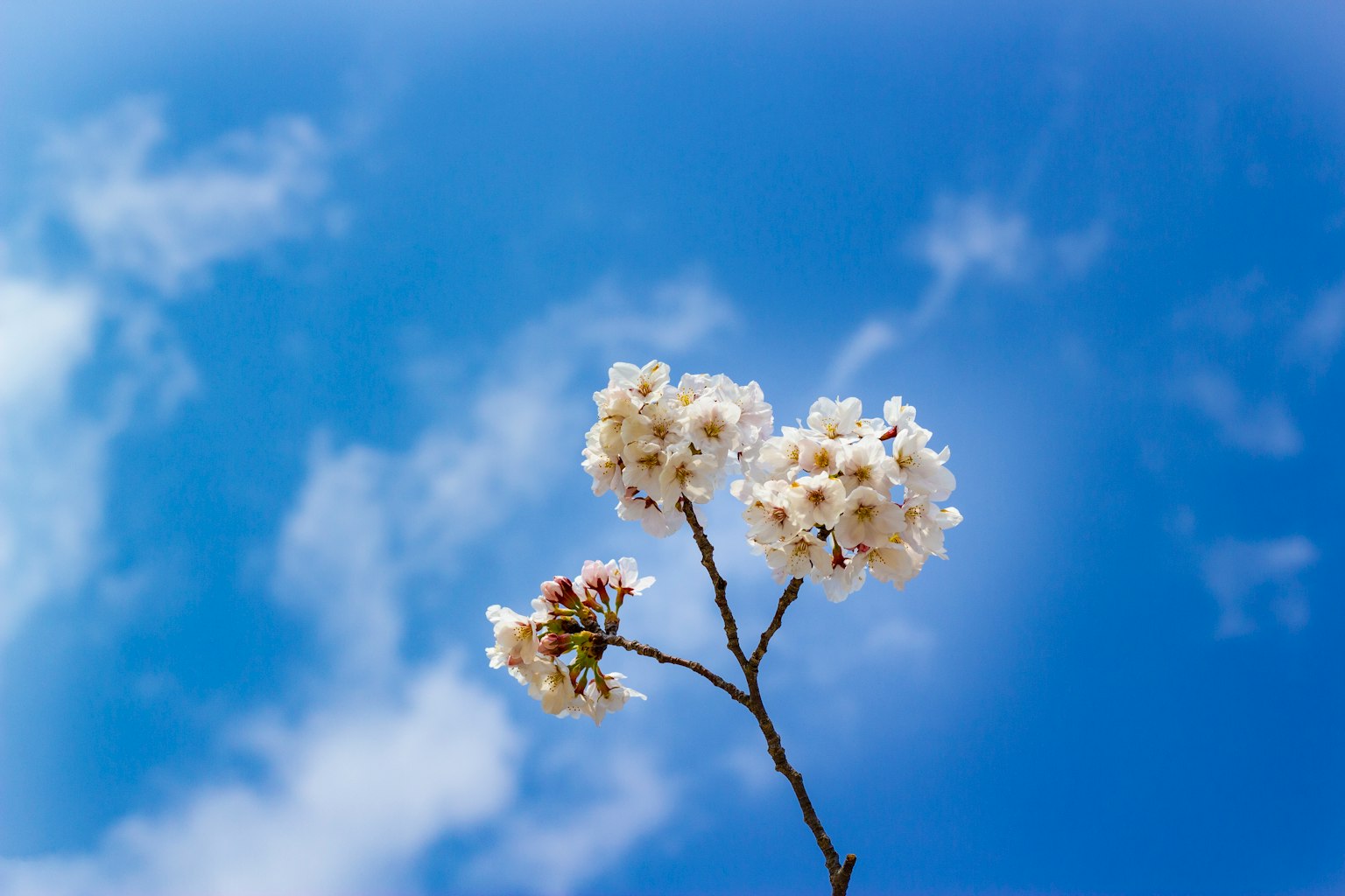 Une branche avec des fleurs blanches contre un ciel bleu