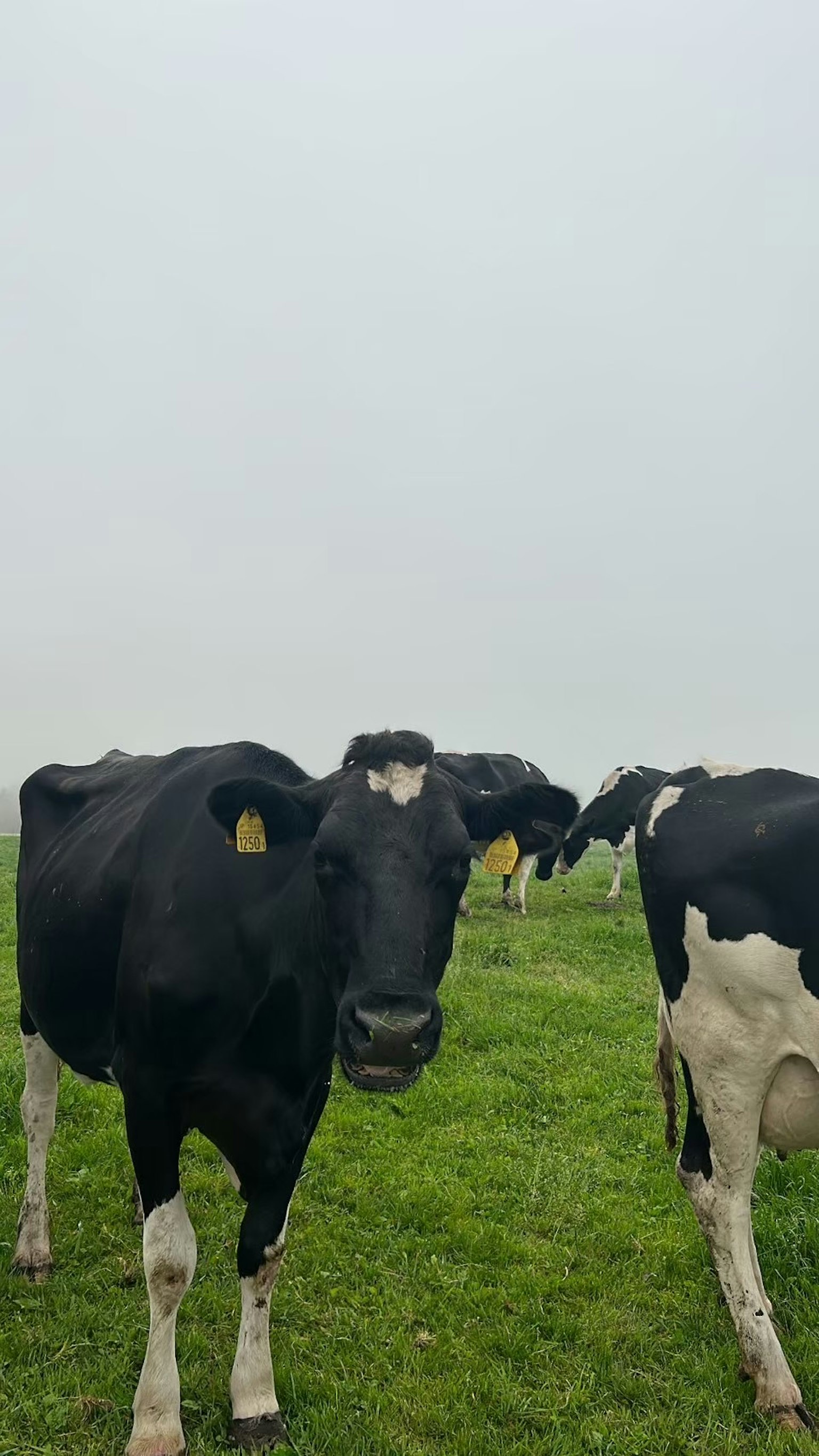 Troupeau de vaches noires et blanches dans un pâturage vert