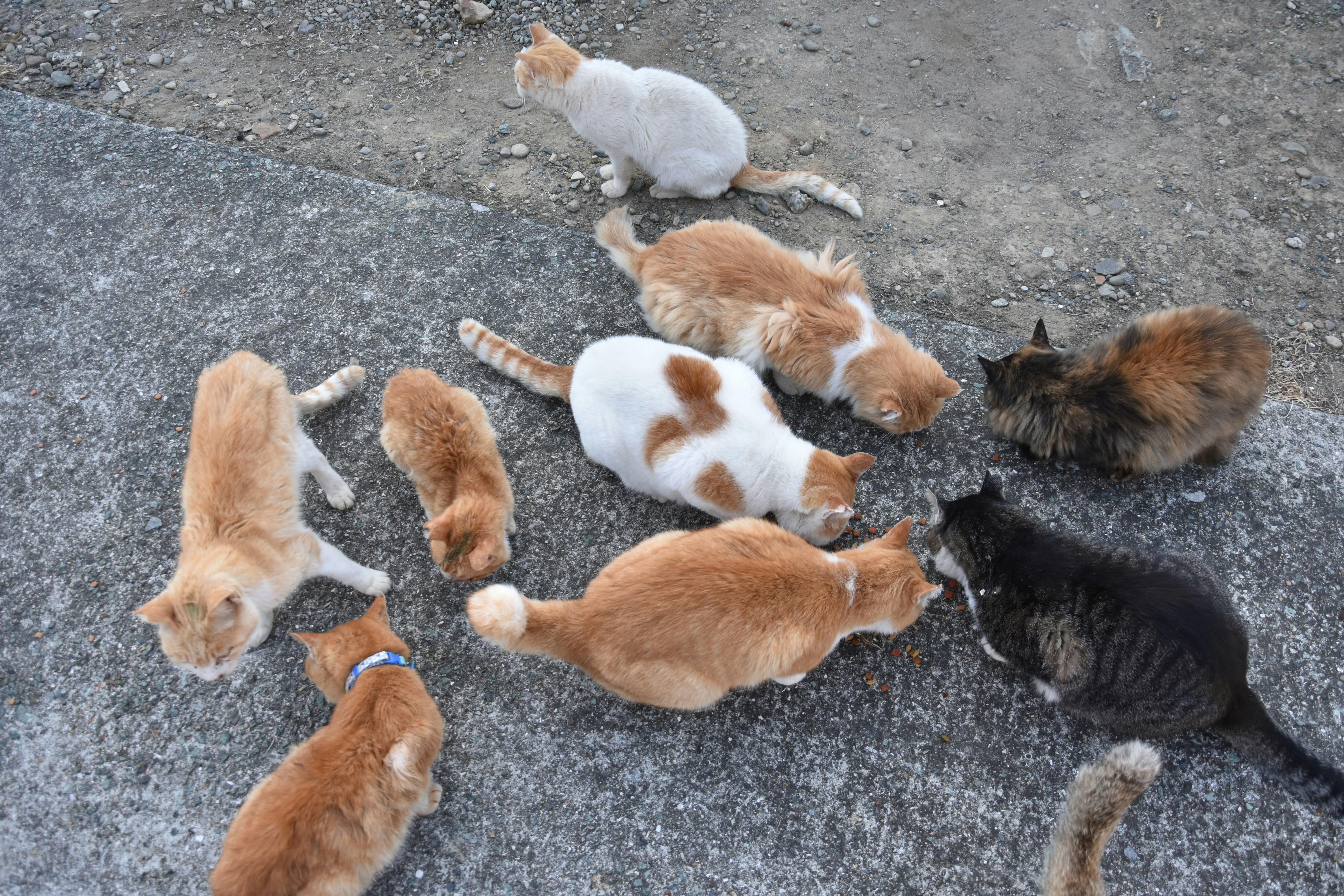 portée de chatons qui jouent sur la rue