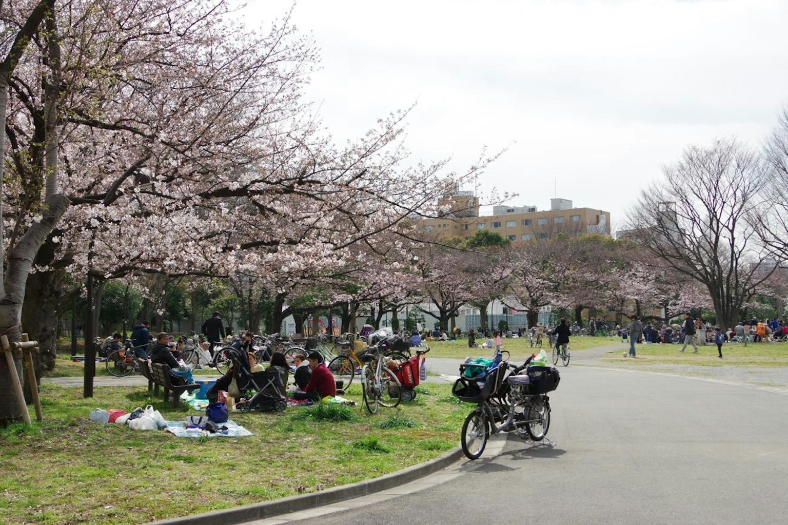 Cảnh công viên với cây anh đào nở người đang thưởng thức bữa picnic có xe đạp nhìn thấy