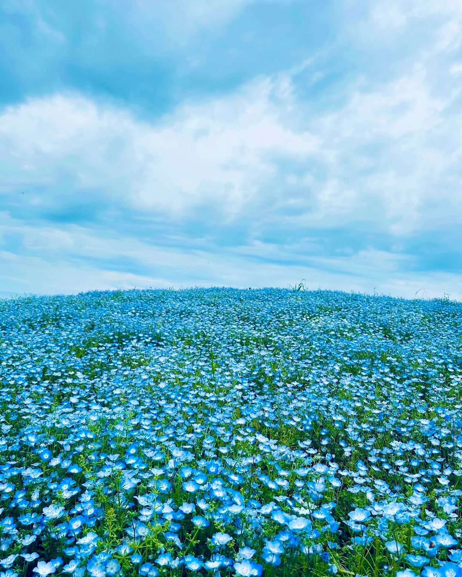 A vast field of blue flowers under a cloudy sky
