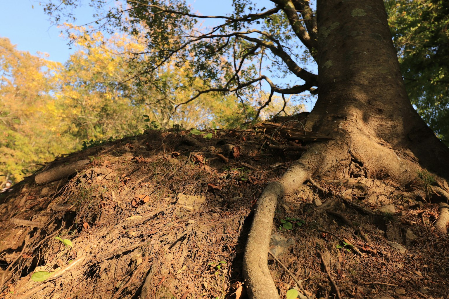 A large tree with exposed roots on a dirt mound during autumn