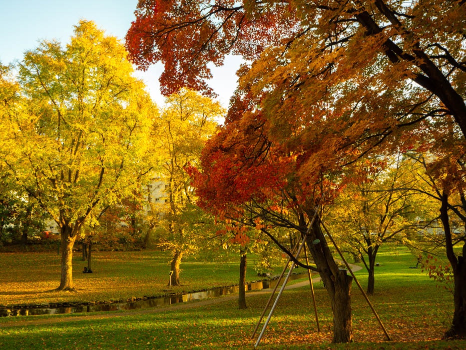 色づく木々が並ぶ秋の公園の散歩道
