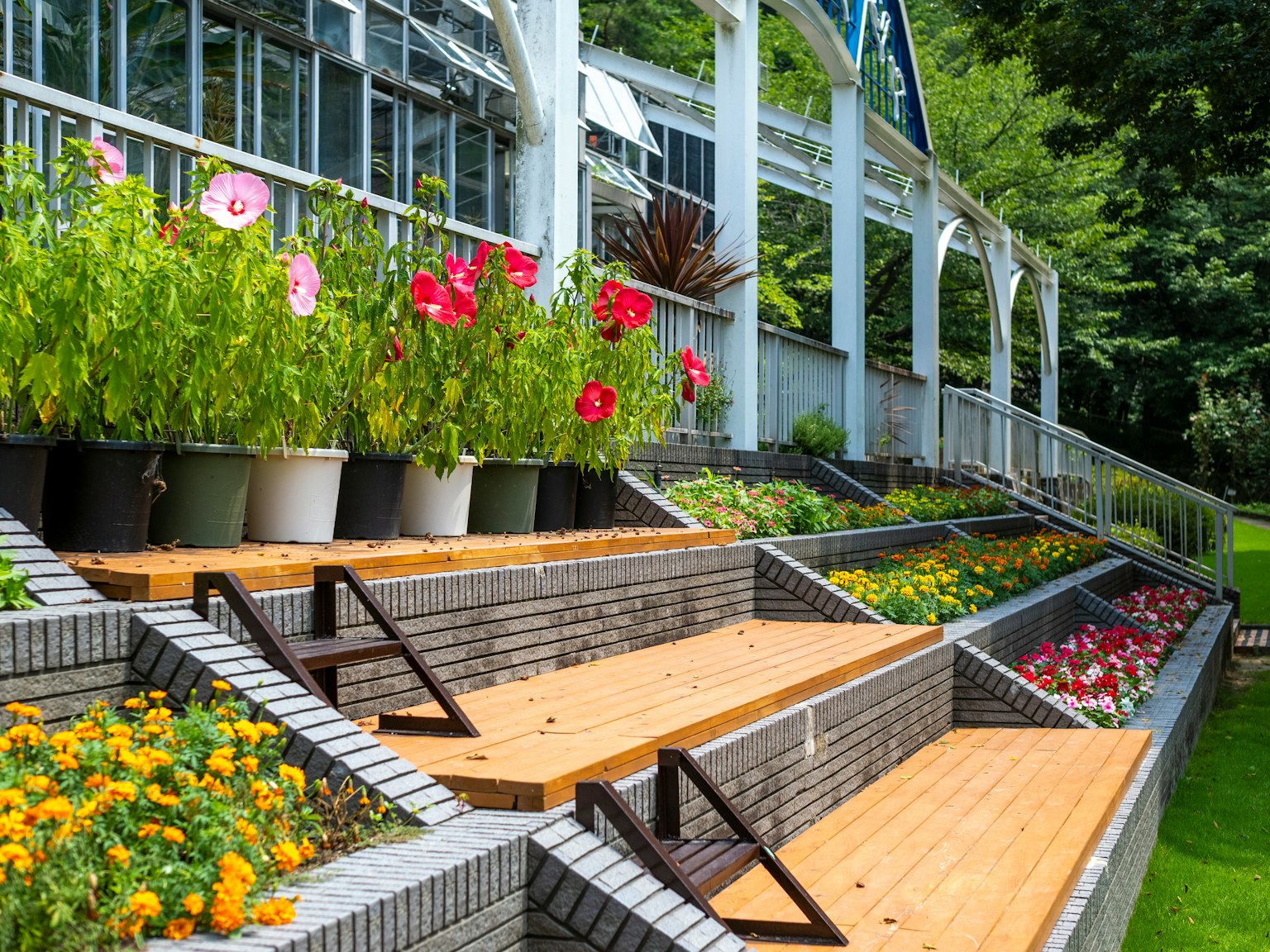 Aiola a gradini colorata con fiori e una serra sullo sfondo