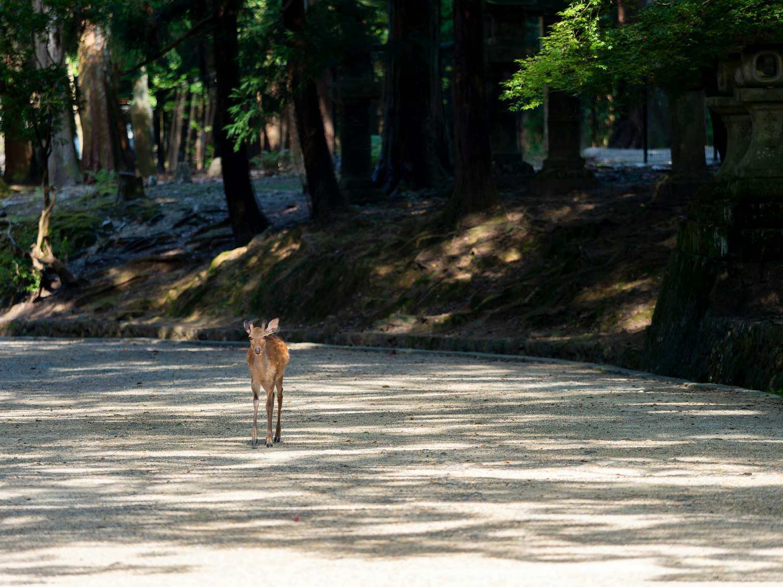 A deer standing on a sandy path in a forest