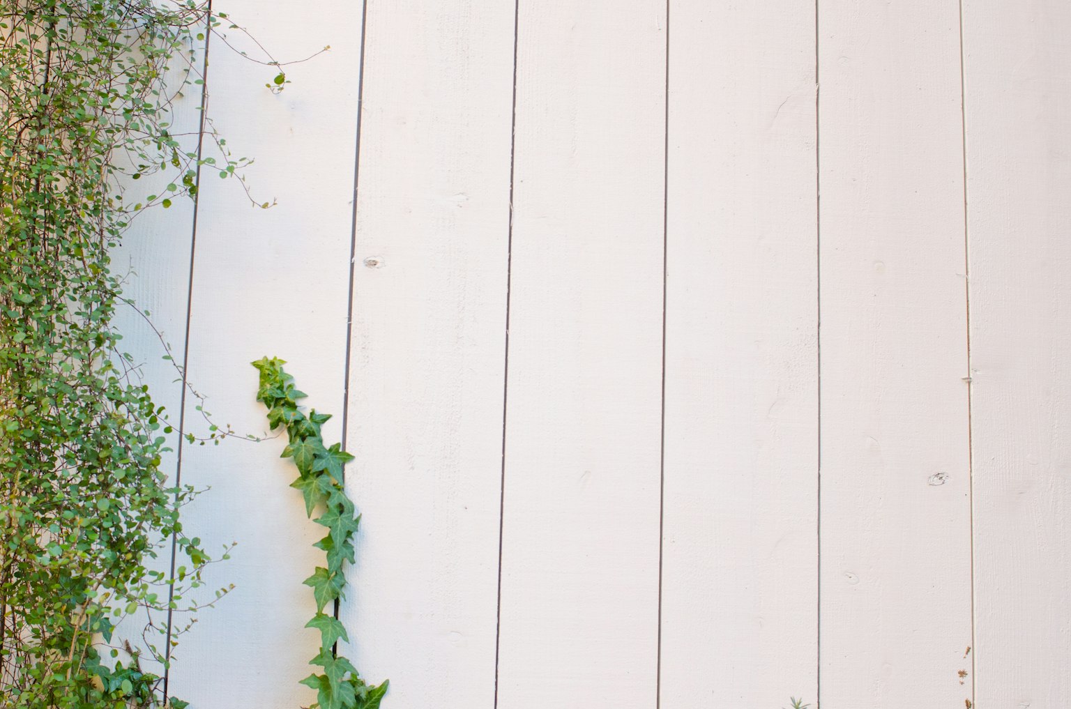 Green climbing plant on a white wooden wall