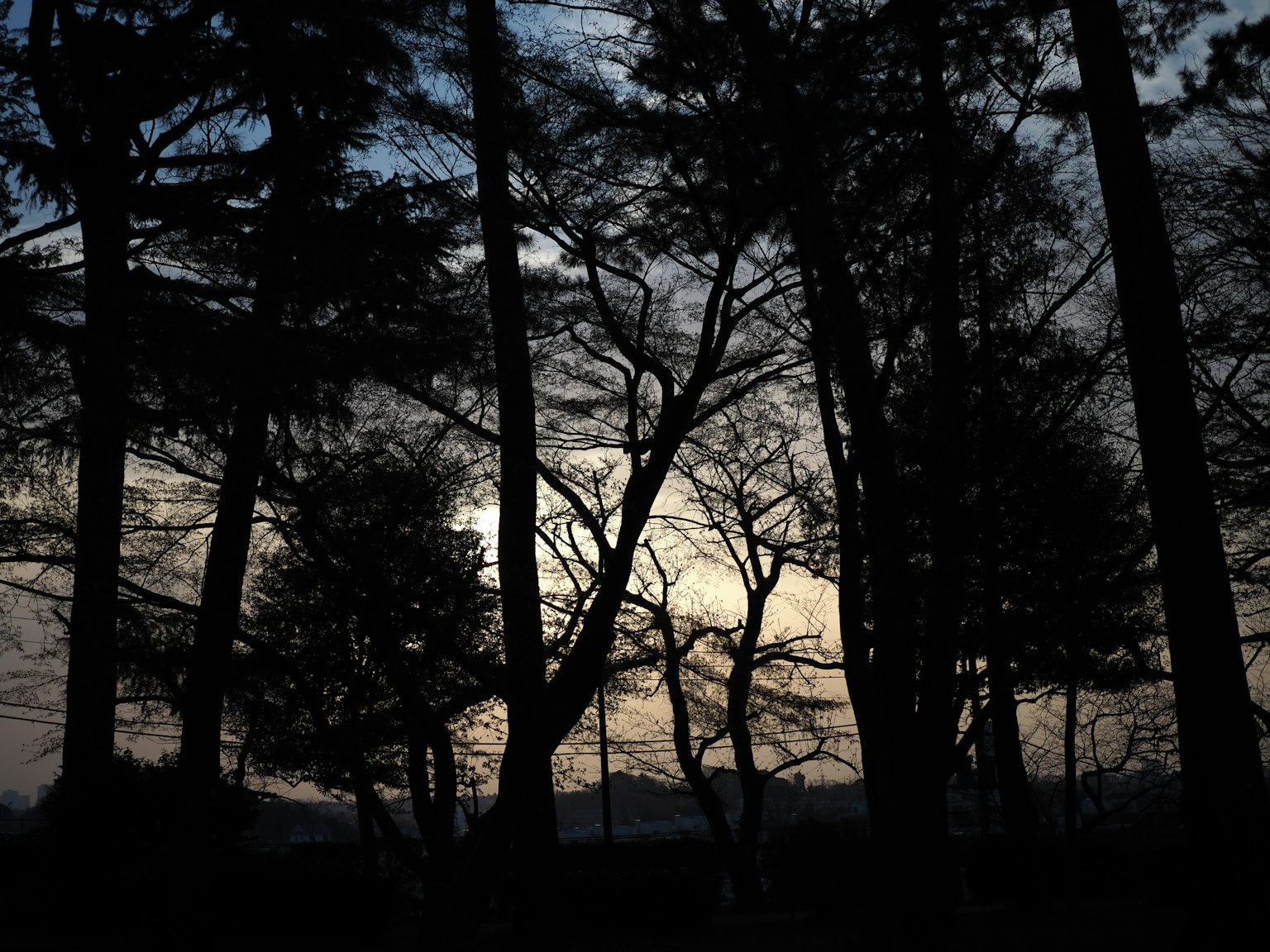 Pohon siluet melawan langit senja