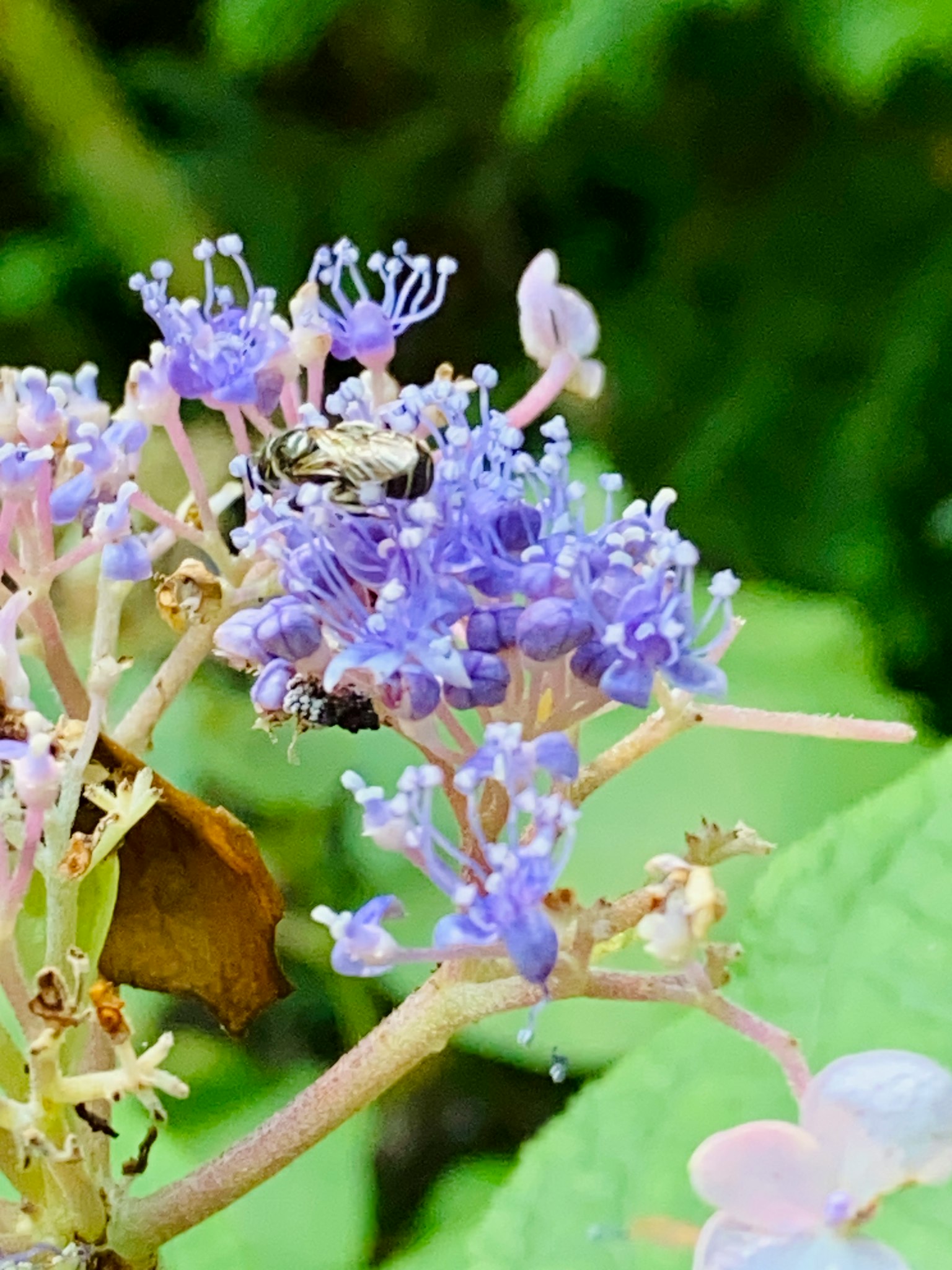 Nahaufnahme von zarten lila Blumen mit einem kleinen Insekt