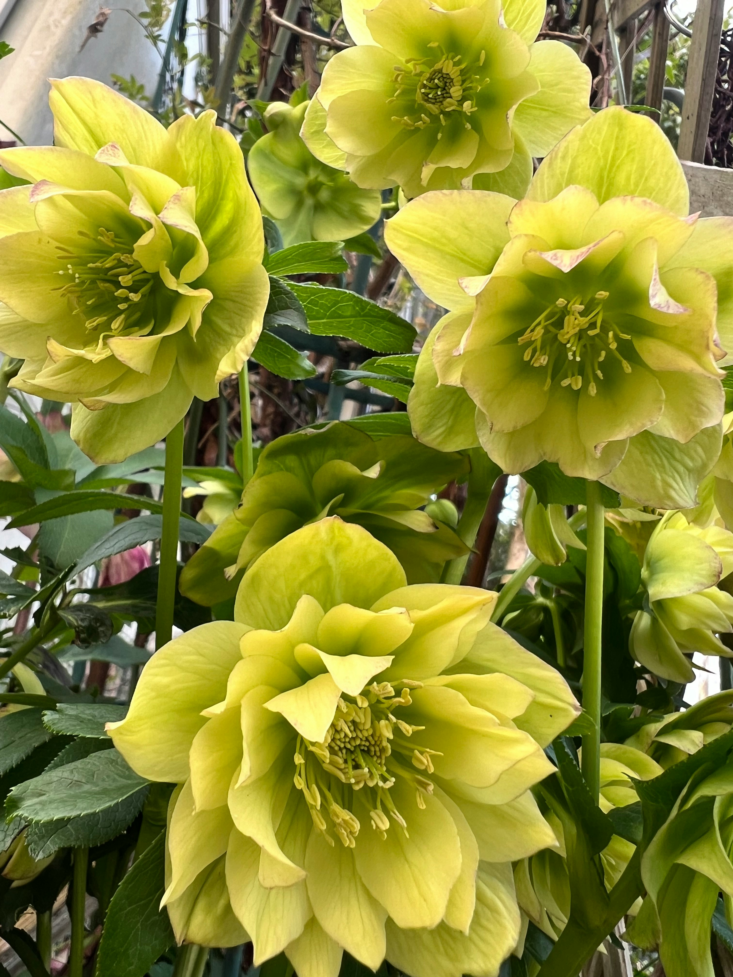黄色いクリスマスローズの花が群れて咲く鉢植え