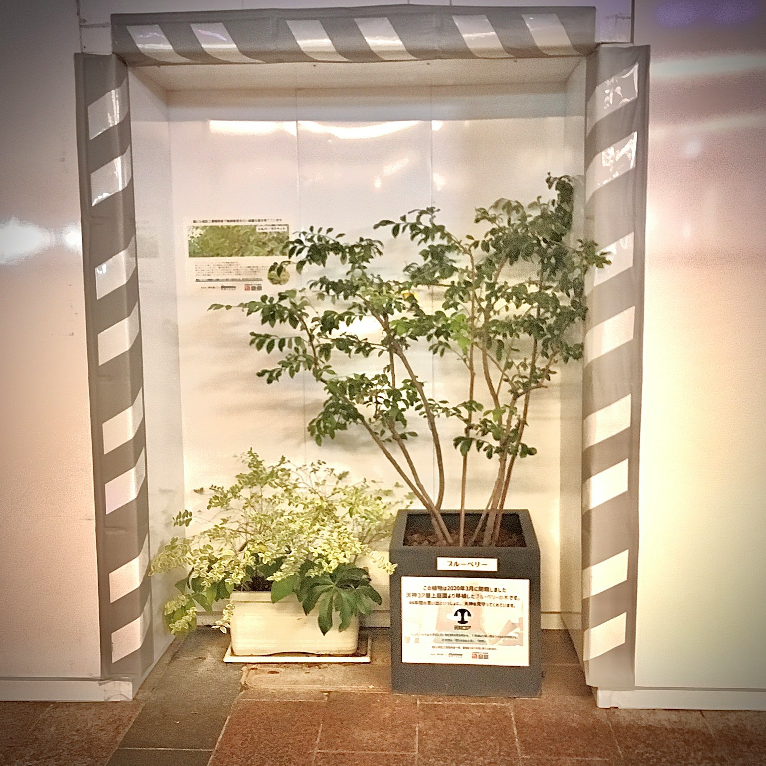 Un pequeño espacio interior con plantas y una pared blanca con un marco a rayas
