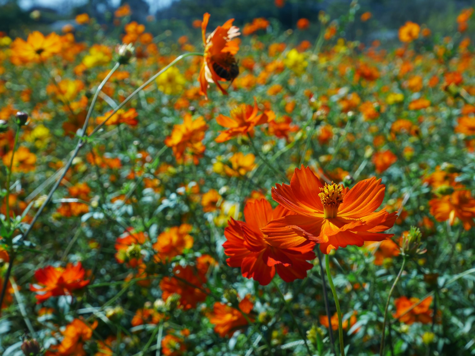 Ein weites Feld mit lebhaften orangefarbenen Blumen in Blüte