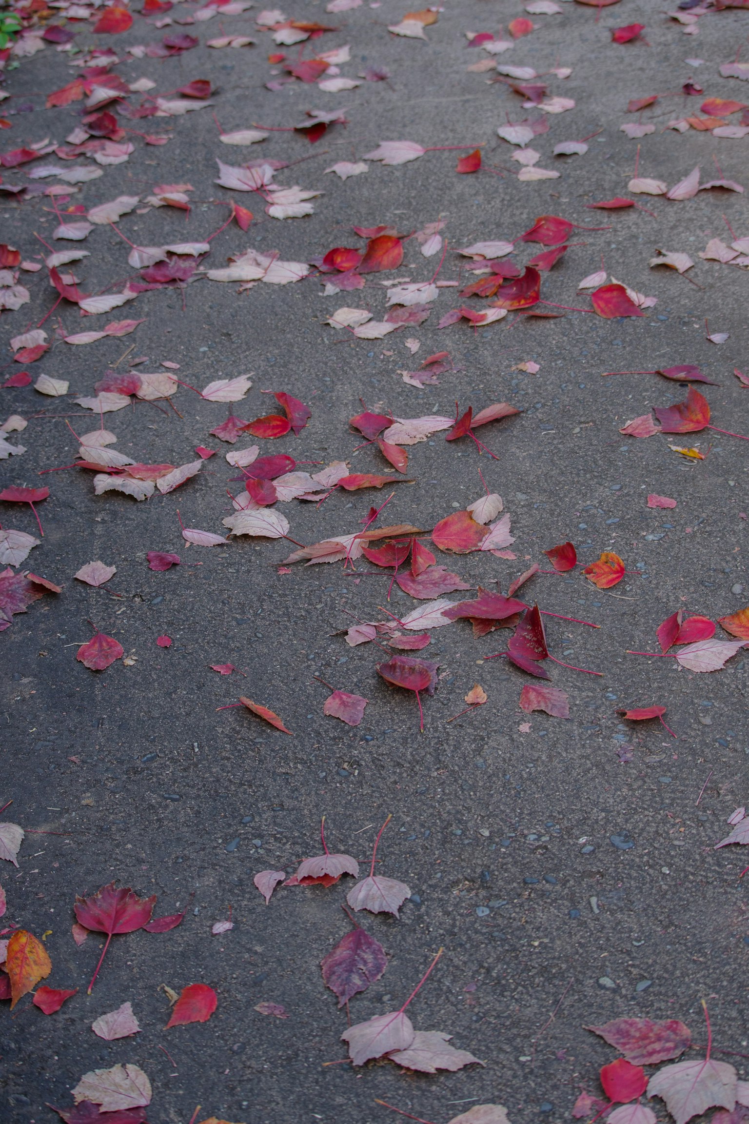 Paved path covered with scattered red and orange leaves