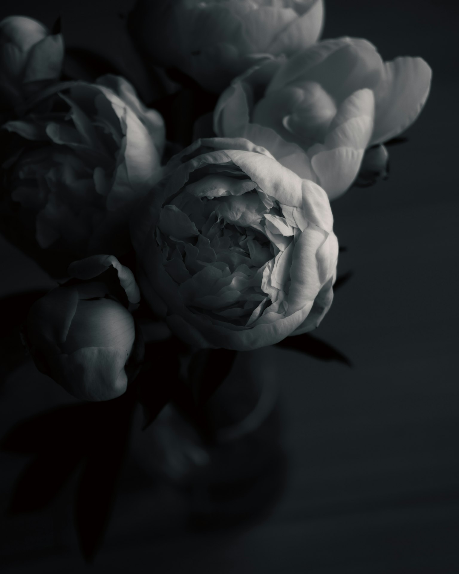 Un bellissimo mazzo di peonie bianche su sfondo scuro