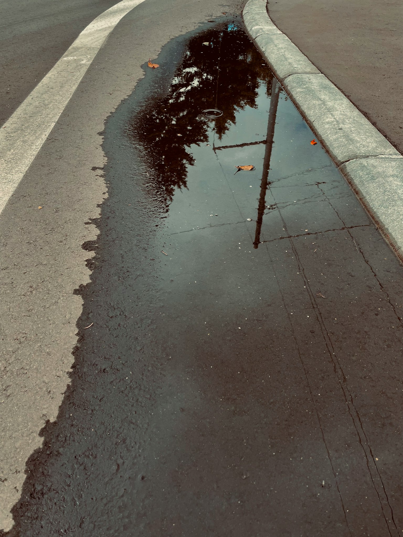 Reflection of trees and streetlight in a puddle on the sidewalk