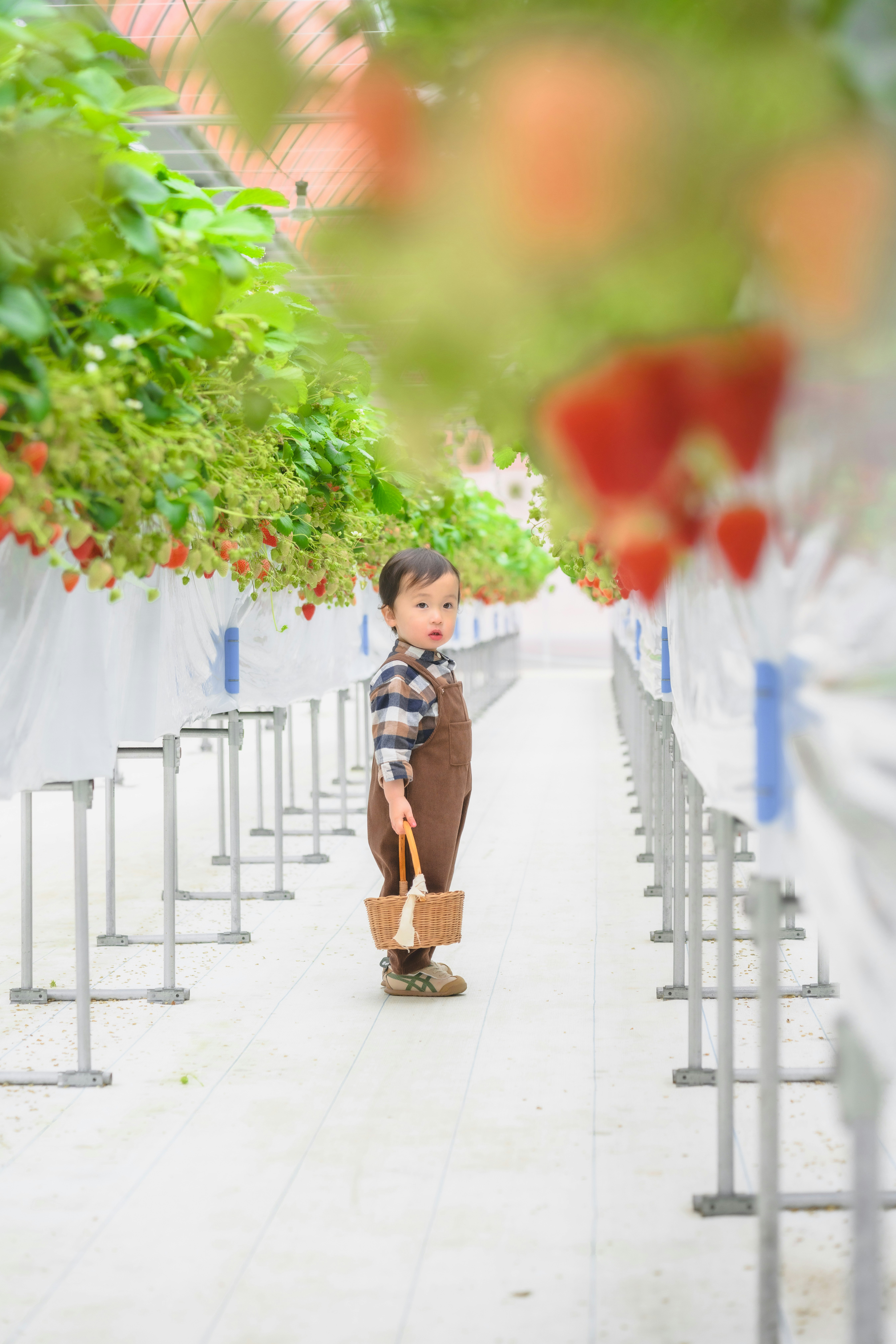 いちご狩りのビニールハウス通路で誕生日の家族と子どもがいちごを持つ