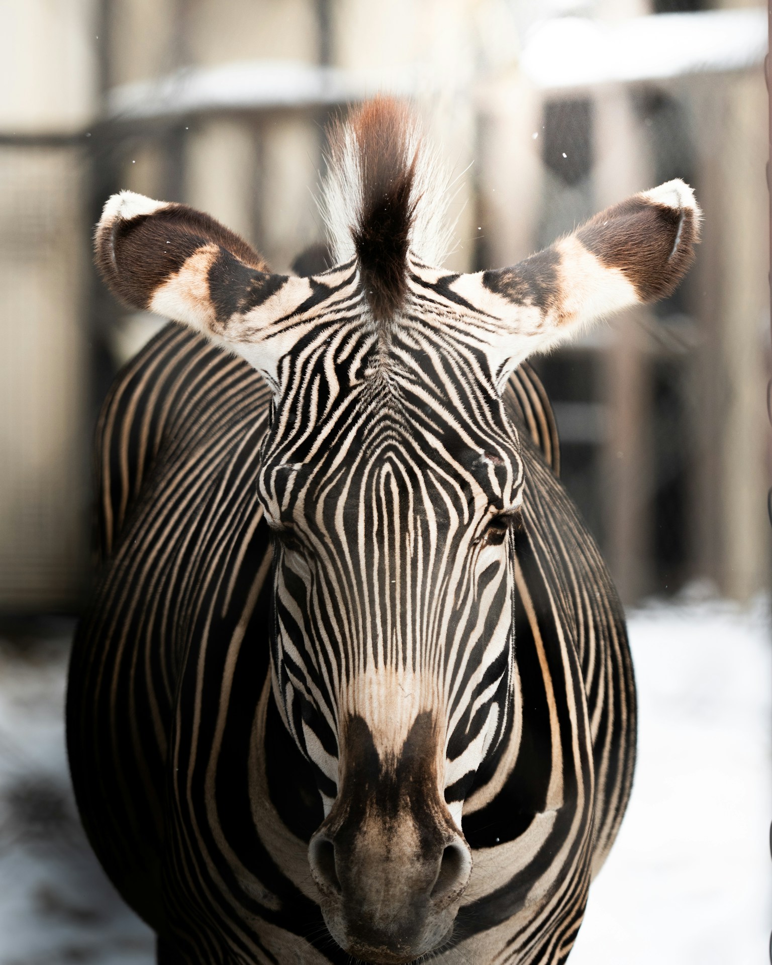 特写的斑马脸部，具有独特的黑白条纹