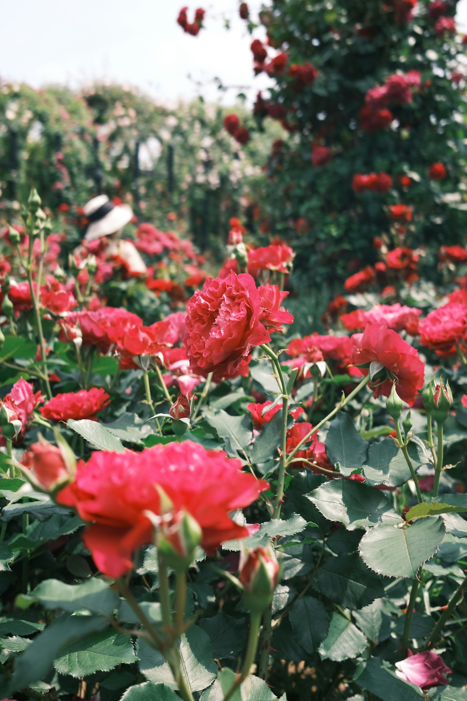 A vibrant garden scene filled with blooming red roses surrounded by lush green leaves