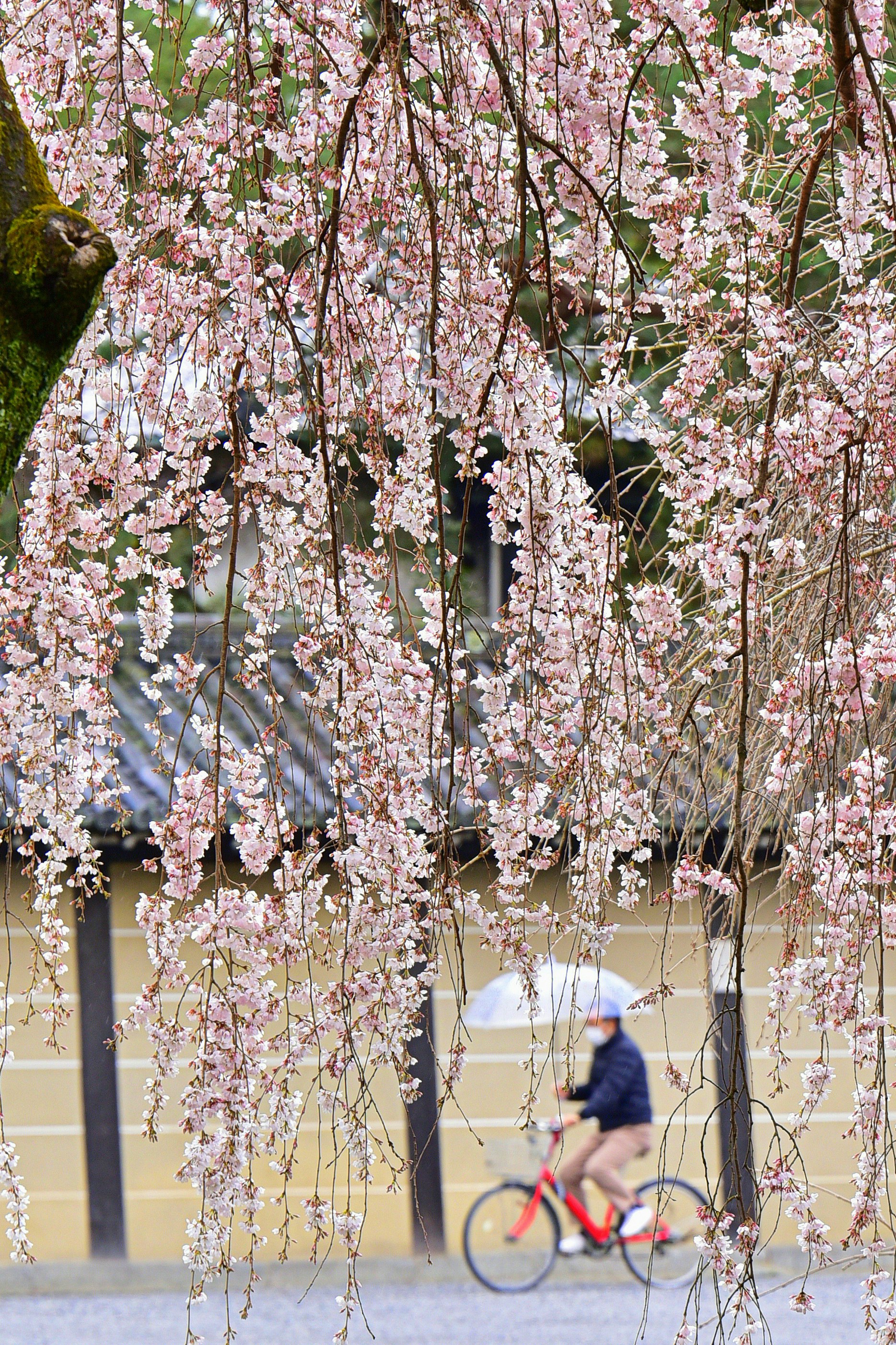 桜の雨のように咲く枝と自転車のある並木道