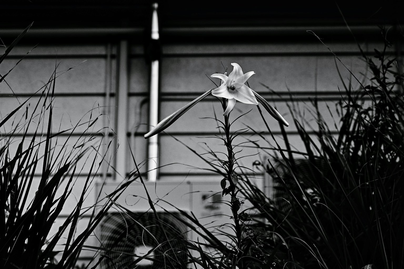 Una flor blanca en contraste con un edificio en una foto en blanco y negro