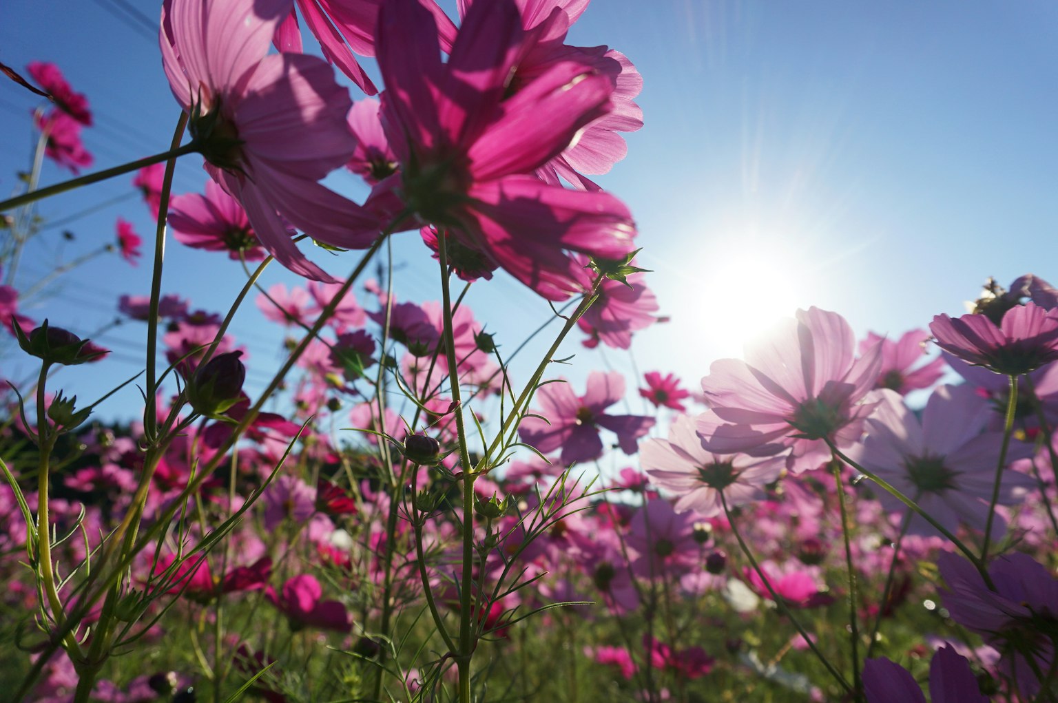 Fiori di cosmos rosa vibranti che fioriscono sotto un cielo blu chiaro