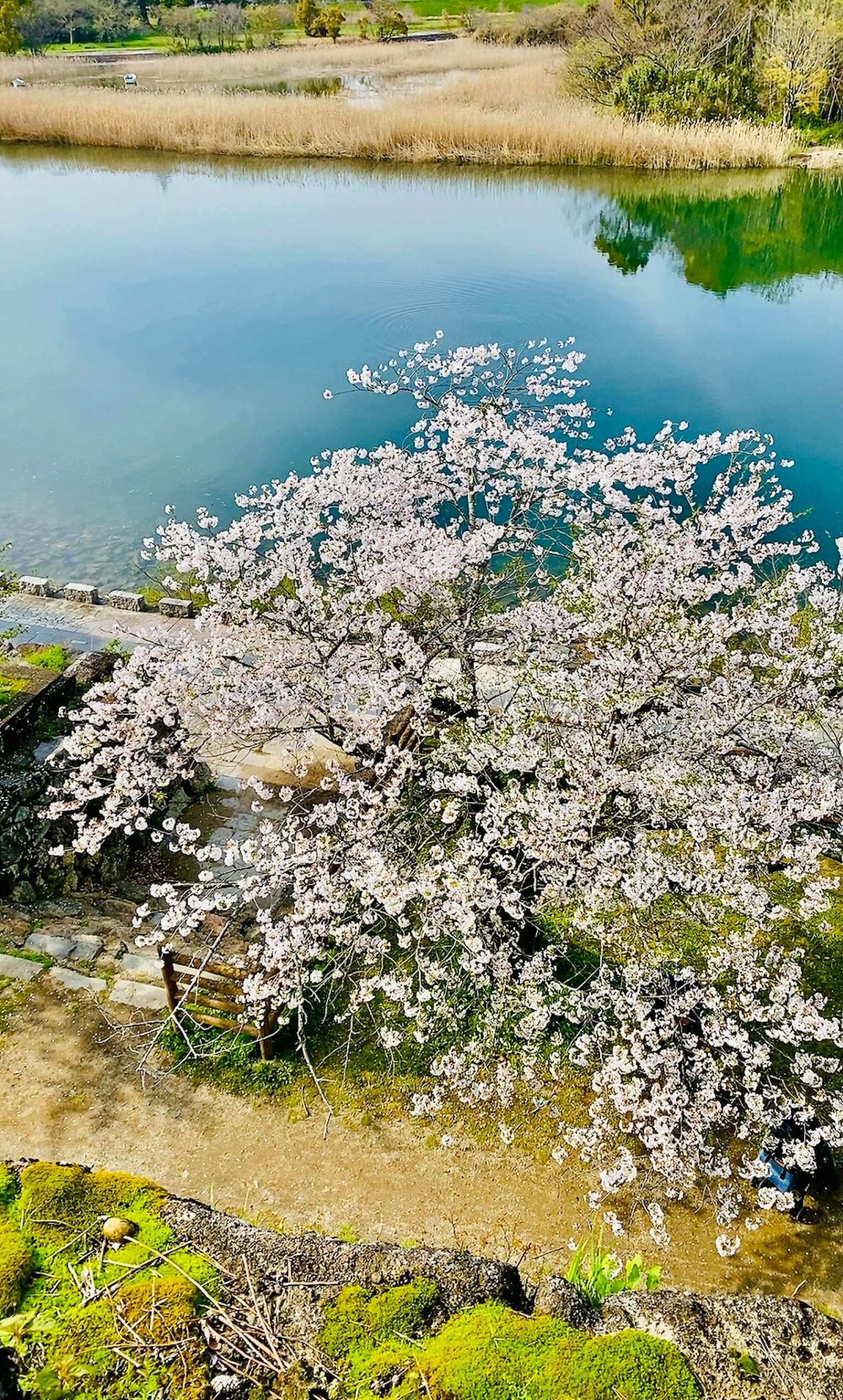 Magnifique cerisier en fleurs près d'un étang