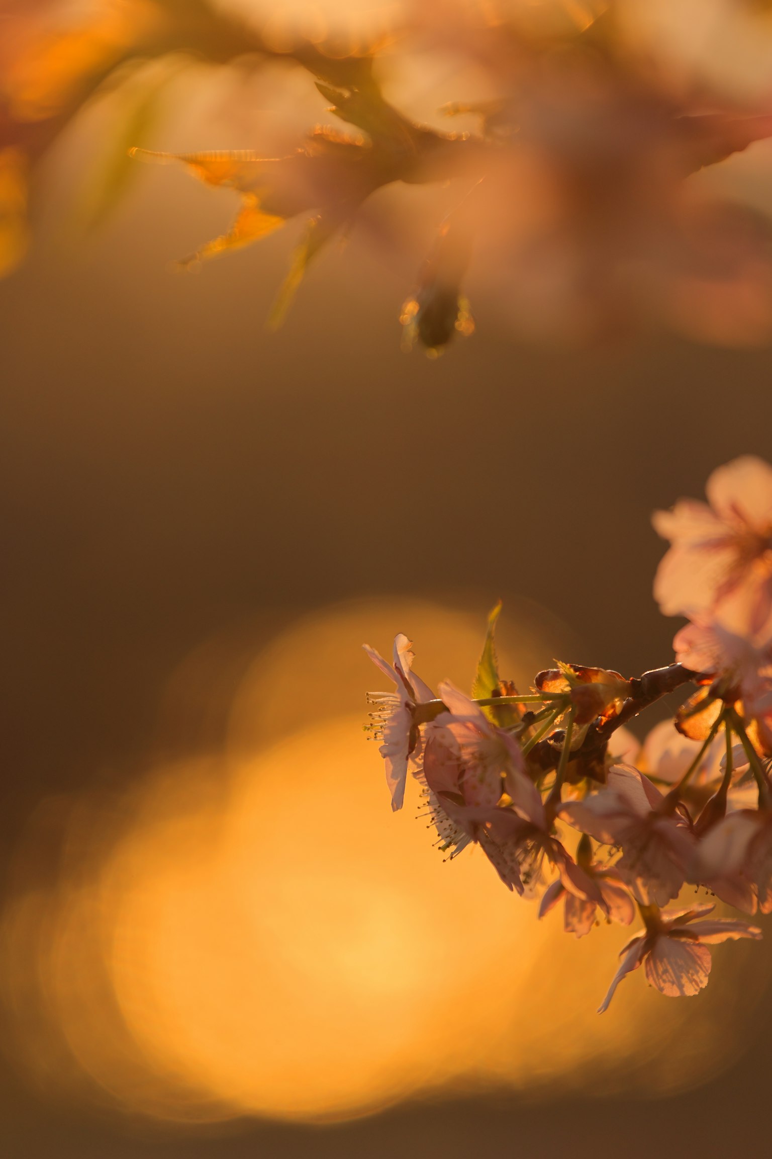 Primo piano di fiori di ciliegio con sfondo di tramonto