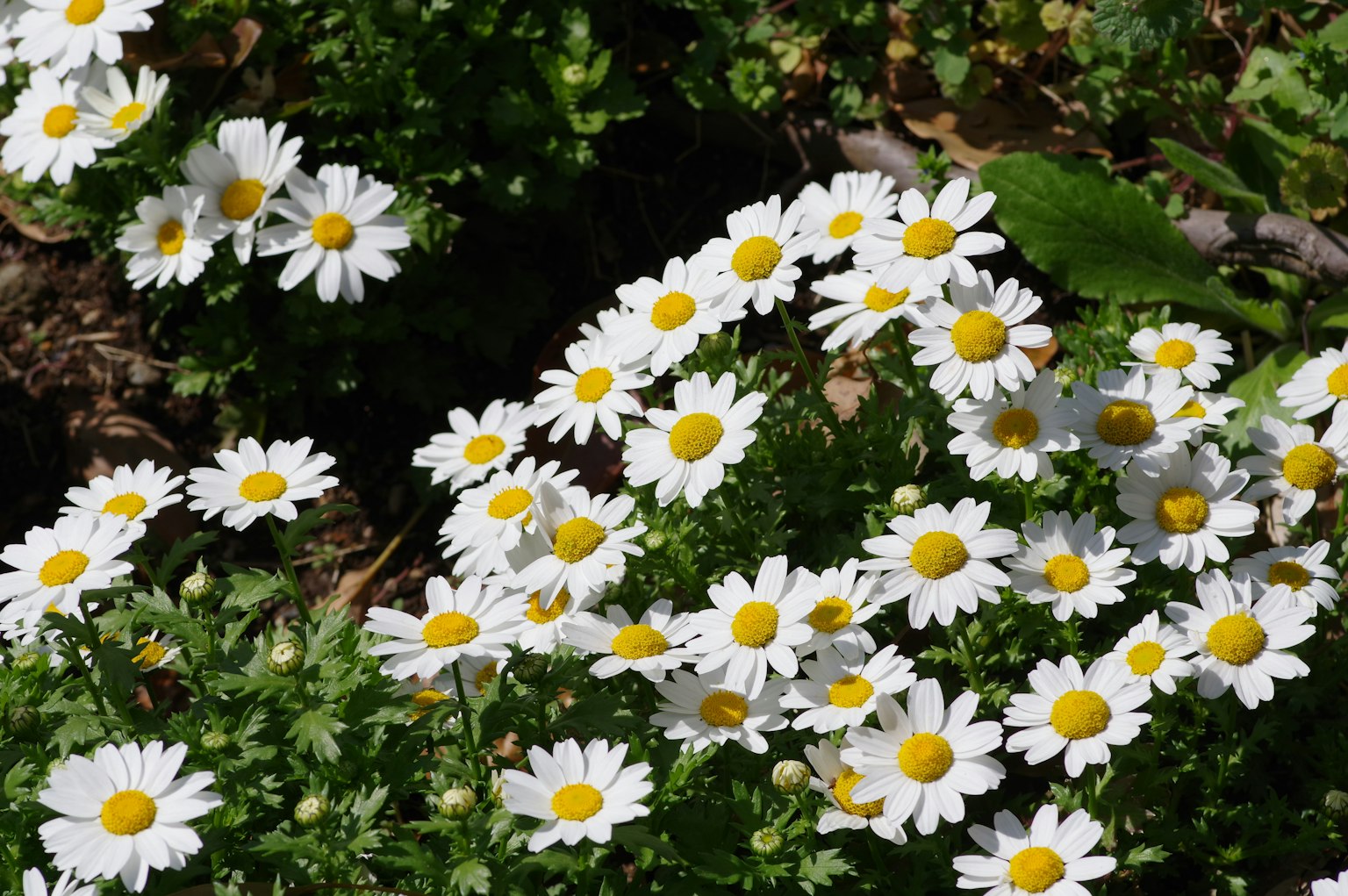 Ein Haufen Gänseblümchen mit weißen Blütenblättern und gelben Zentren blüht in einem Garten