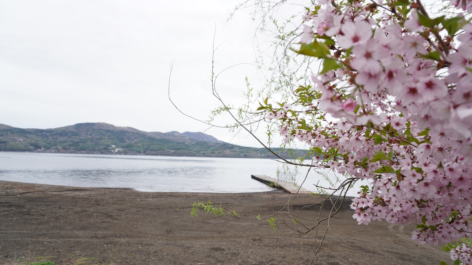 Vue pittoresque d'un lac avec des cerisiers en fleurs